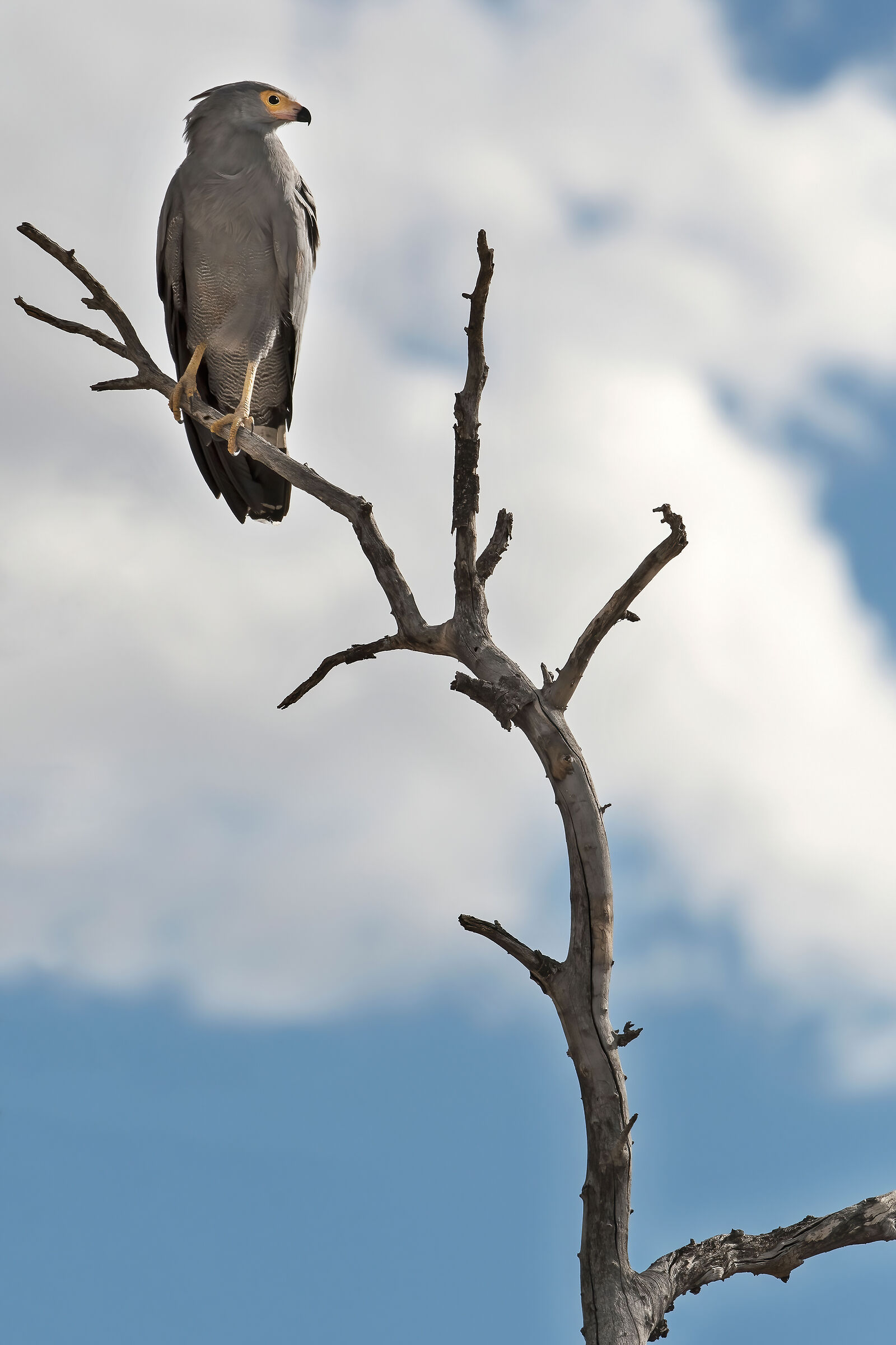 Astore-serpentario africano (Polyboroides typus)