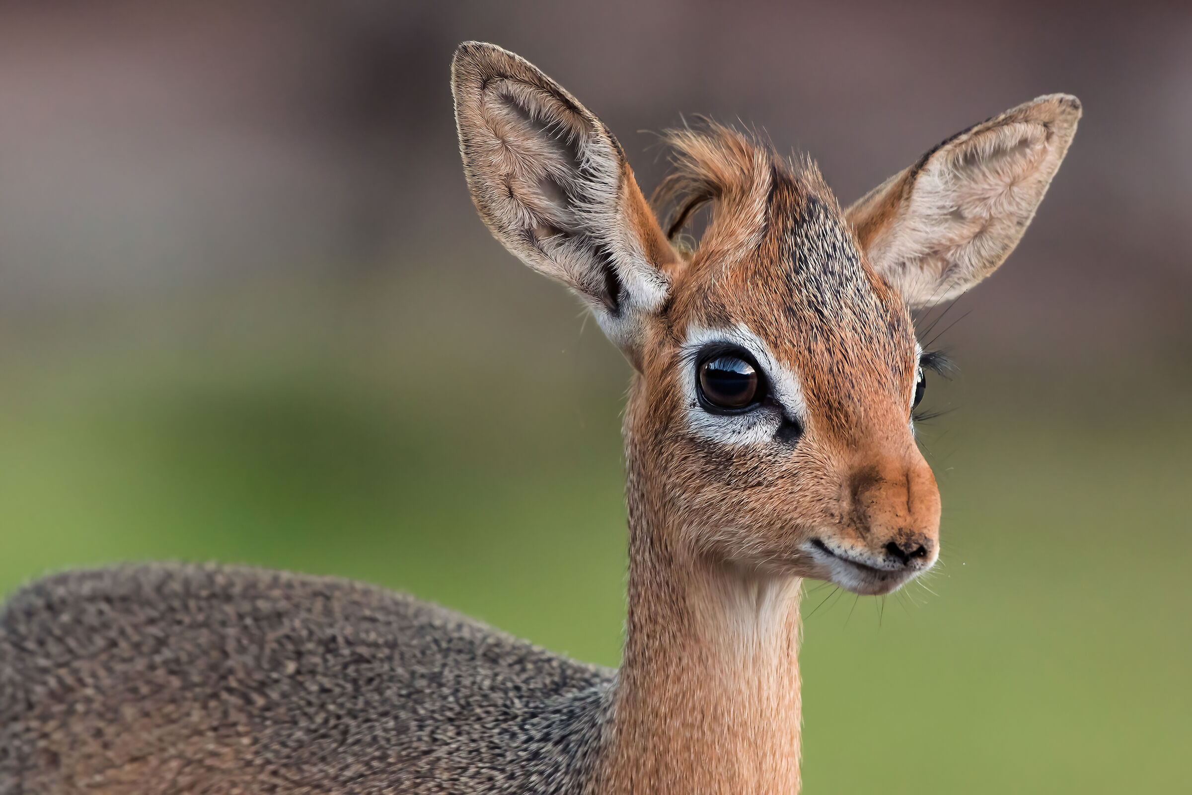 Dik-dik (Madoqua kirkii)