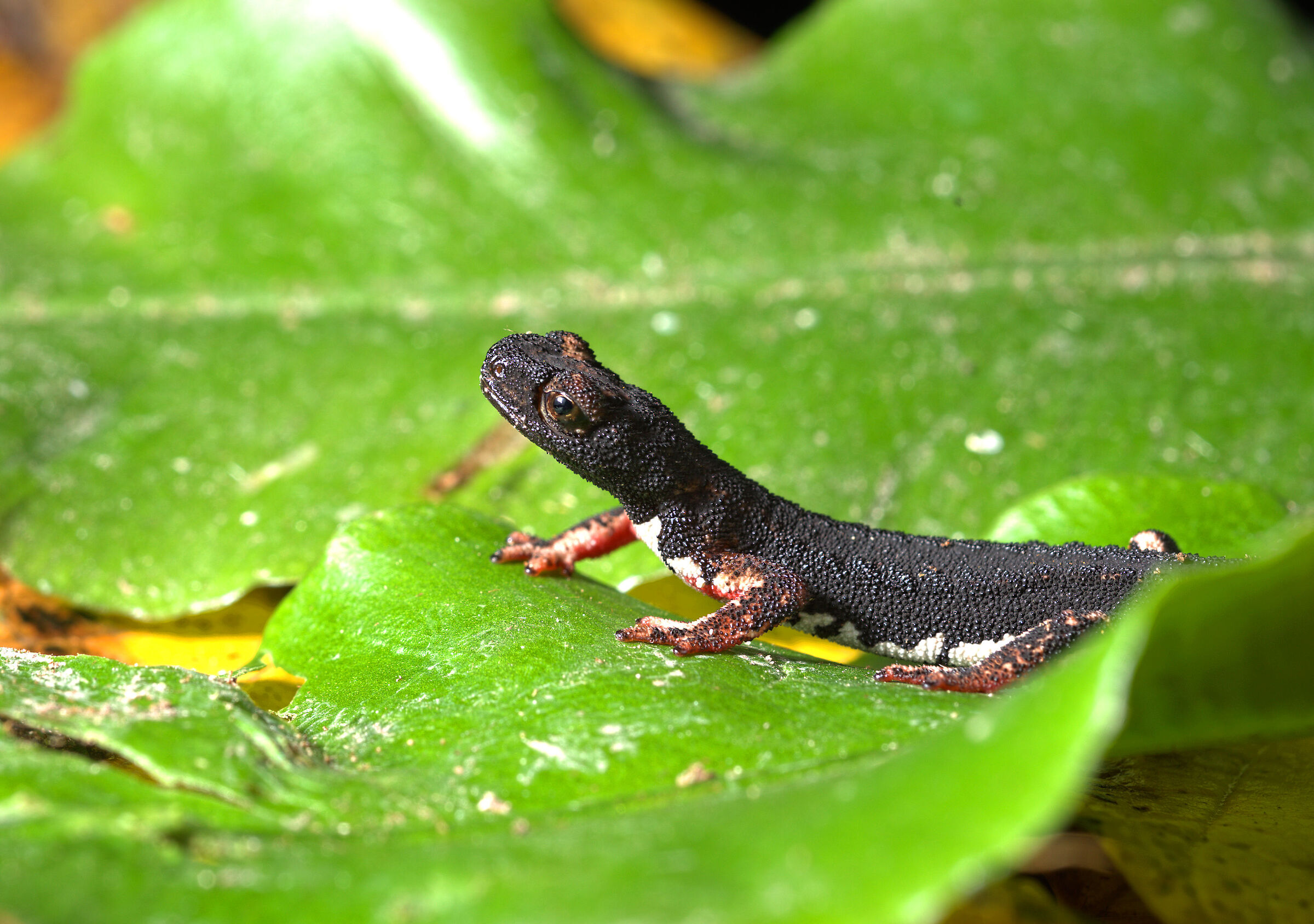 Salamandrina dagli occhiali