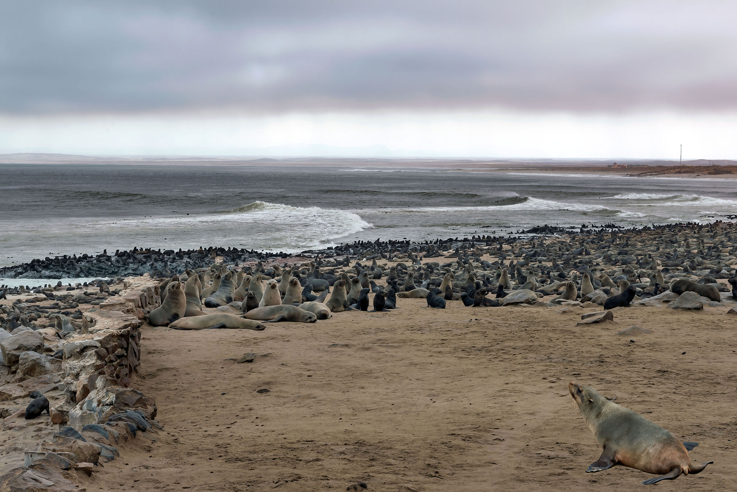 Otarie orsine (Arctocephalus pusillus)