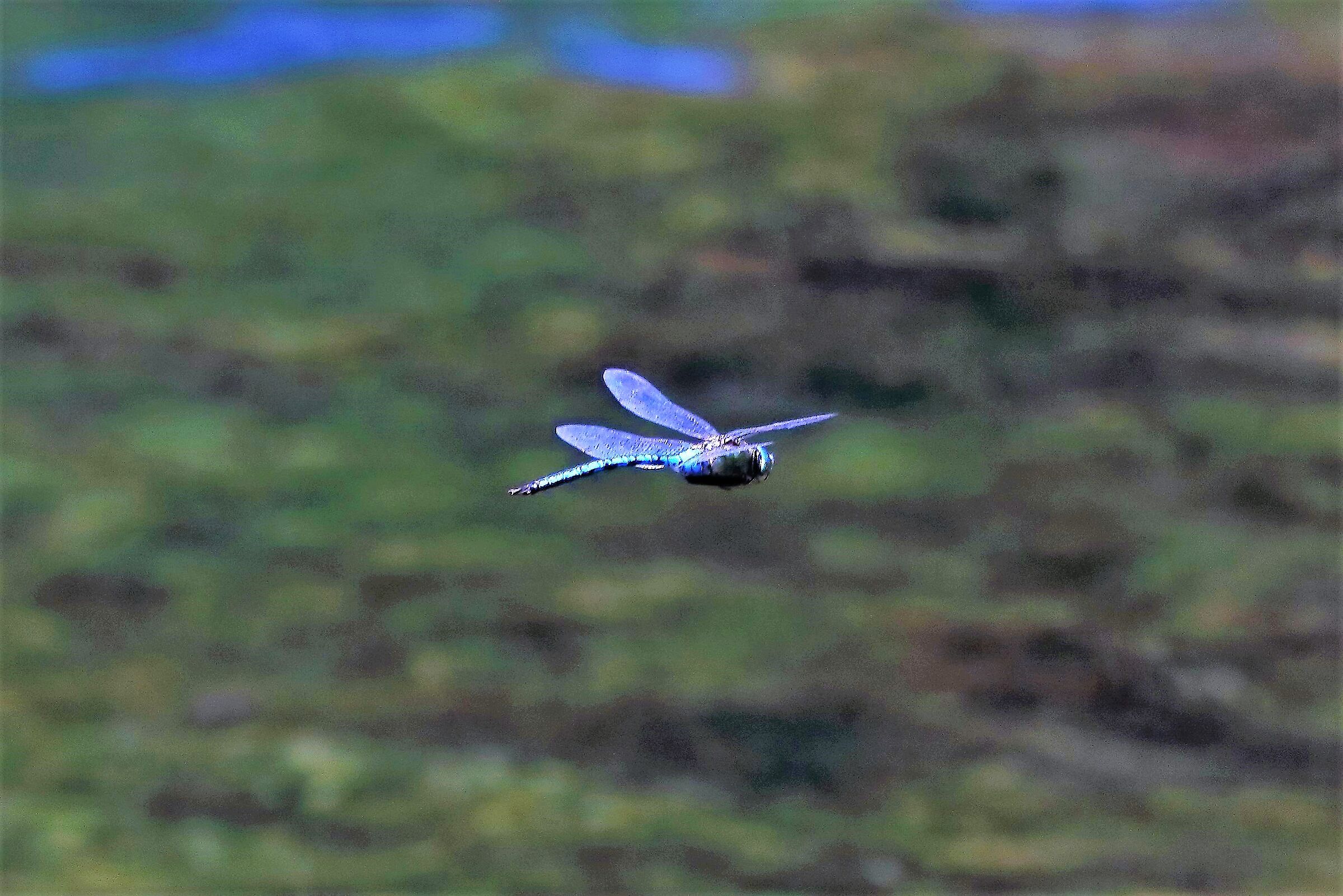 libellula 01-08-2022