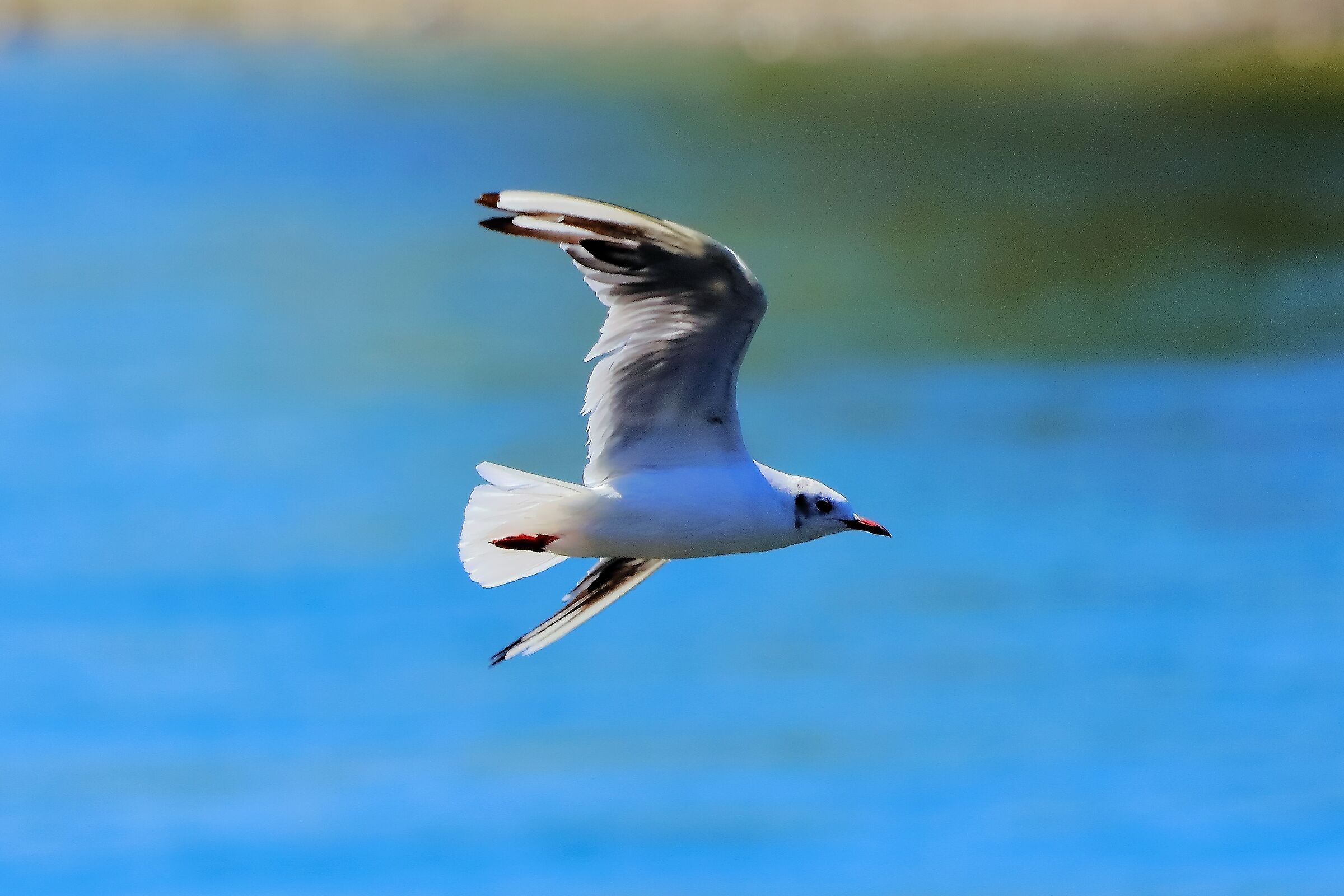 gabbiano terrestre 01-08-2022