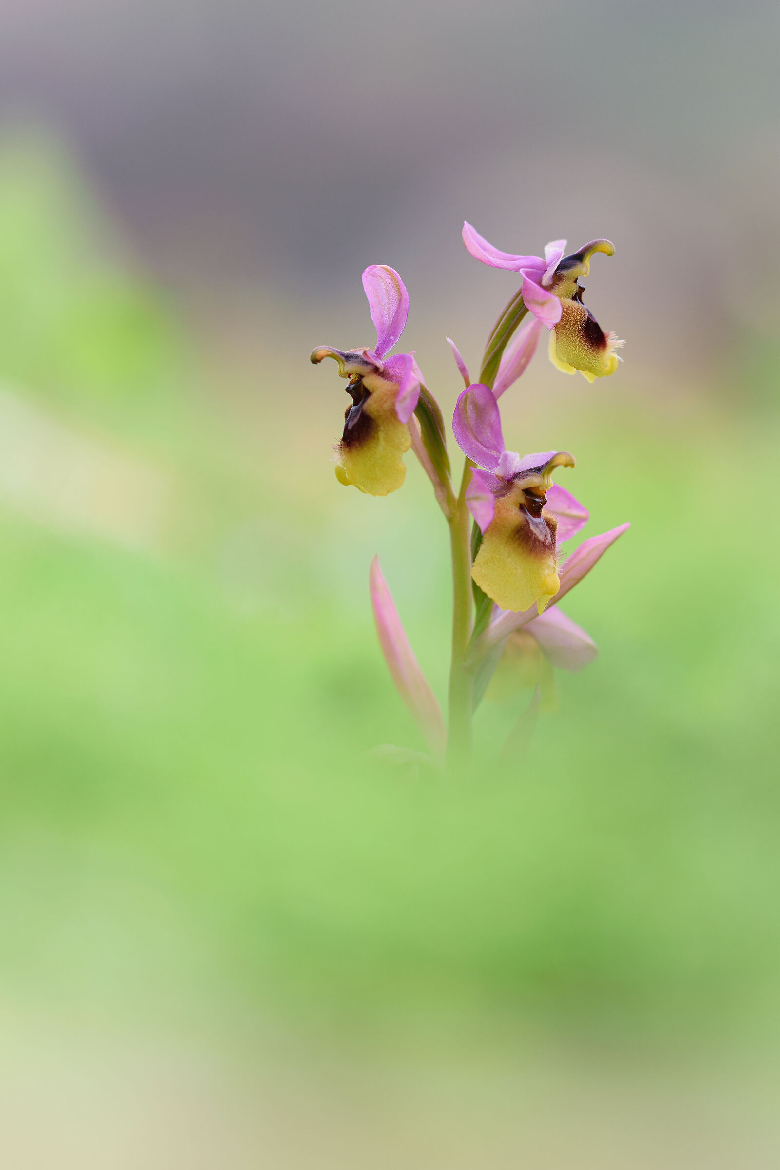 Elaeoselinum softness