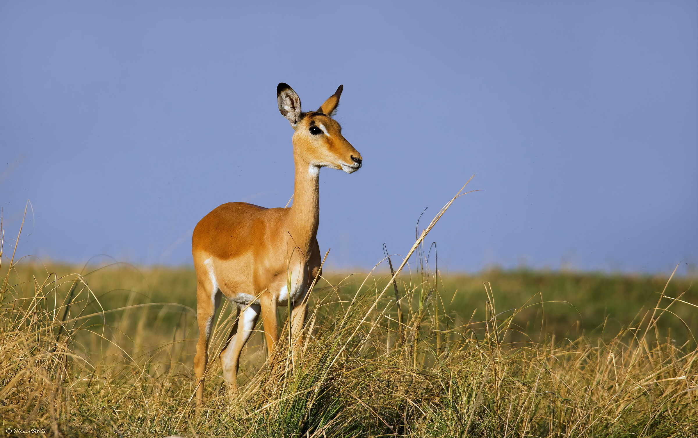 Impala femmina (Zambia)