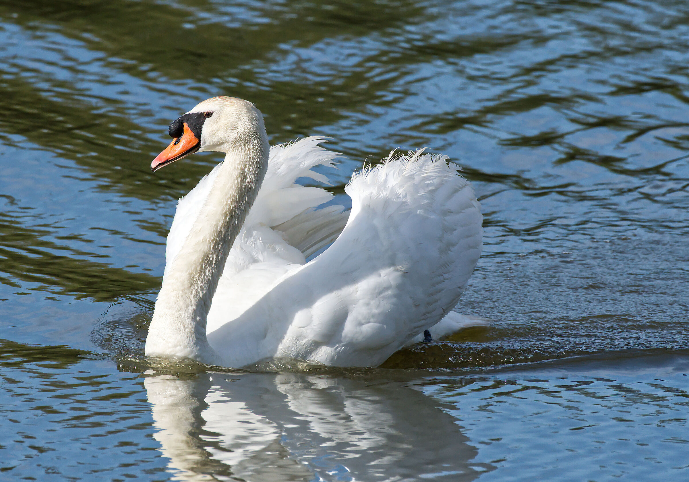 Ciao sono Romeo, er mejo der colosseo