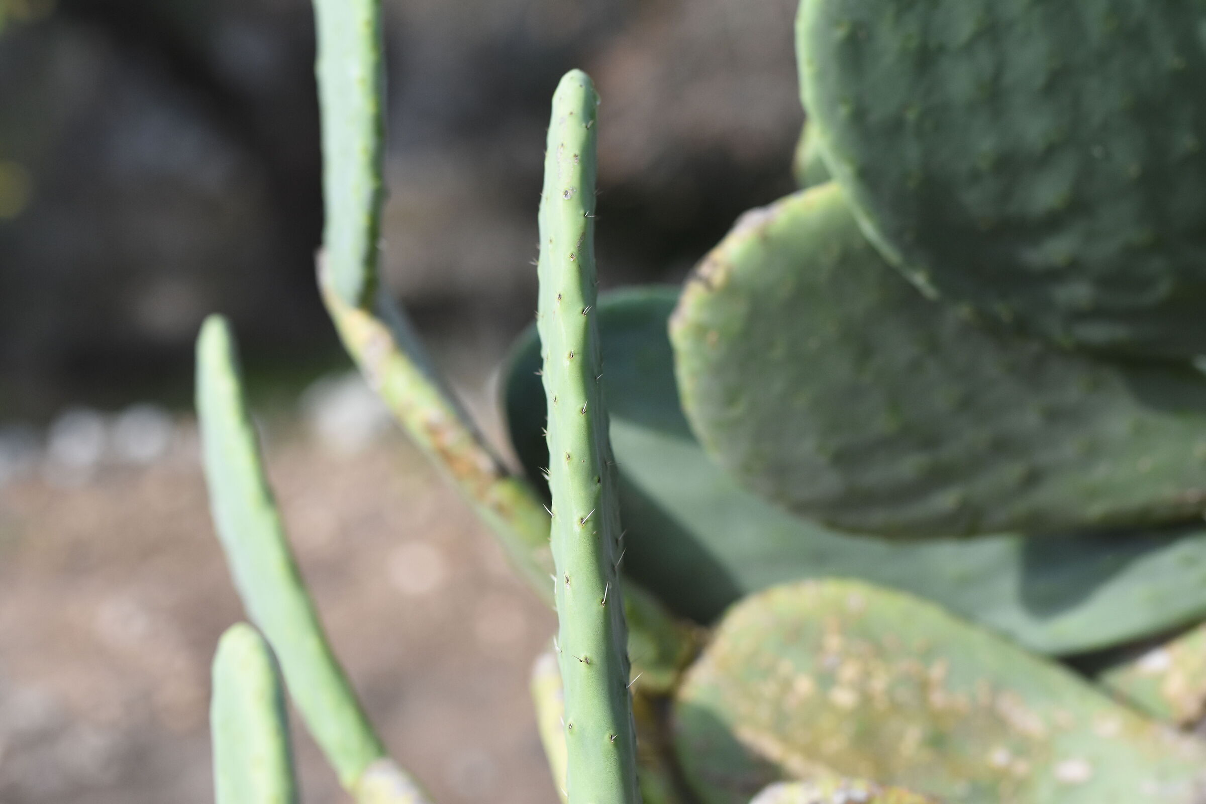 "Spine" F. 2.8, 1/8.0 0 0, ISO 1.0 0 0- Sigma 85, ...
