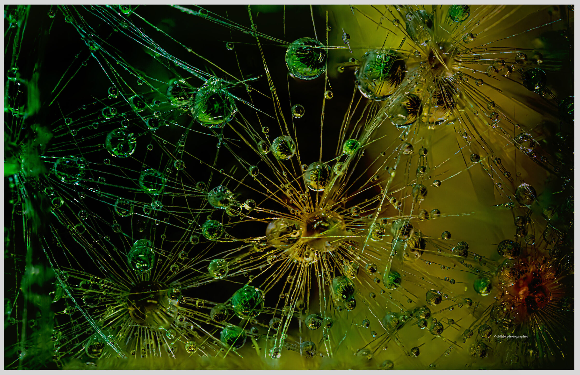 waterdrops