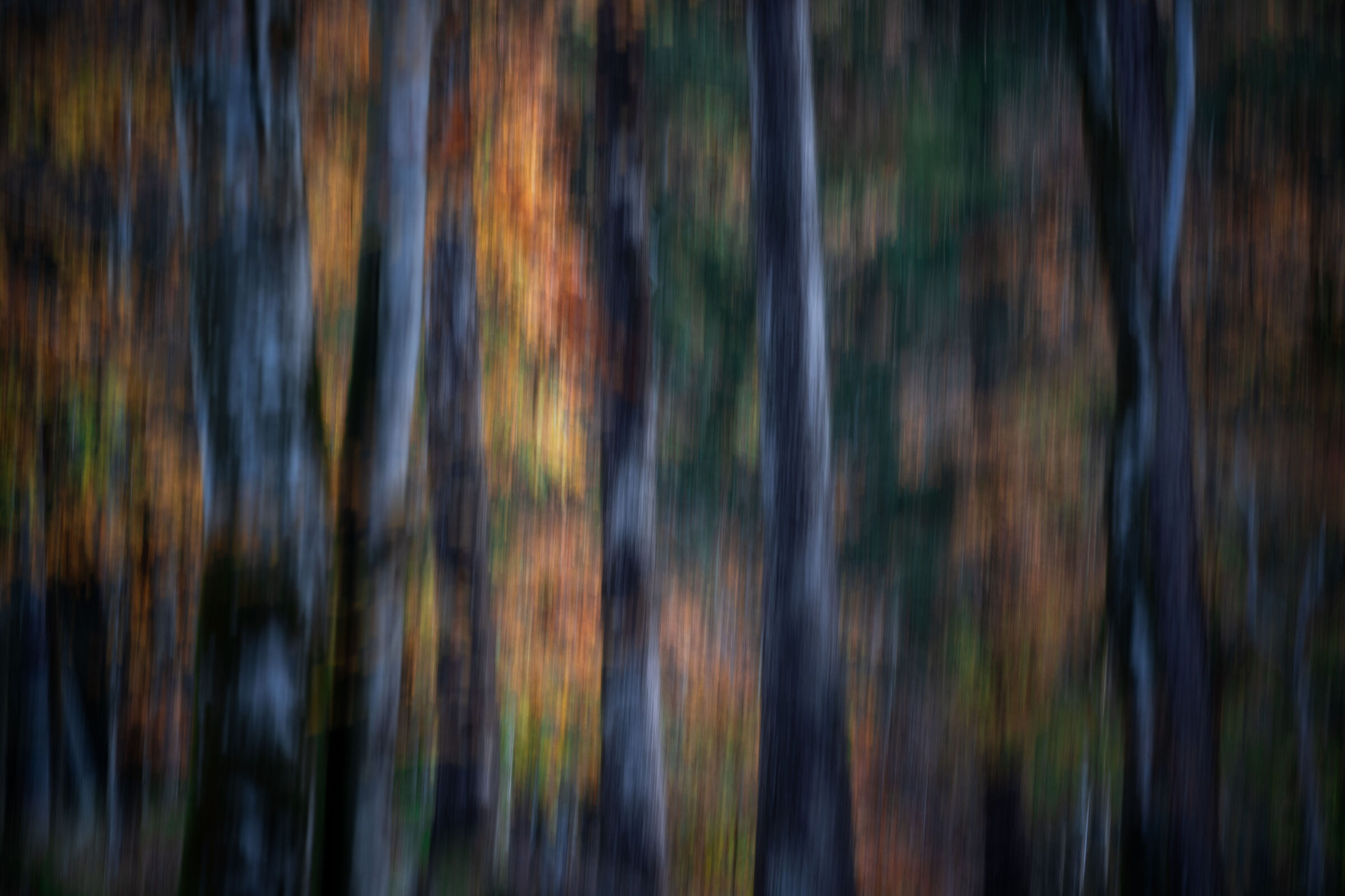 Foresta dei Bagni di Masino