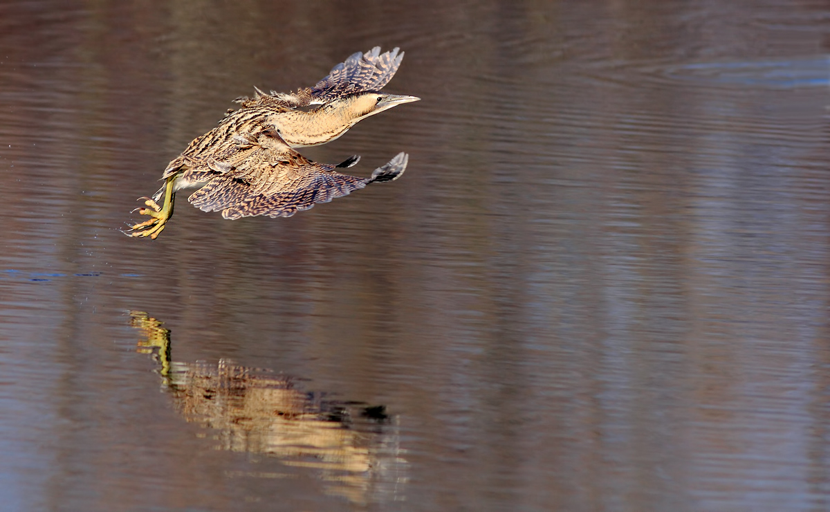 Bittern in flight