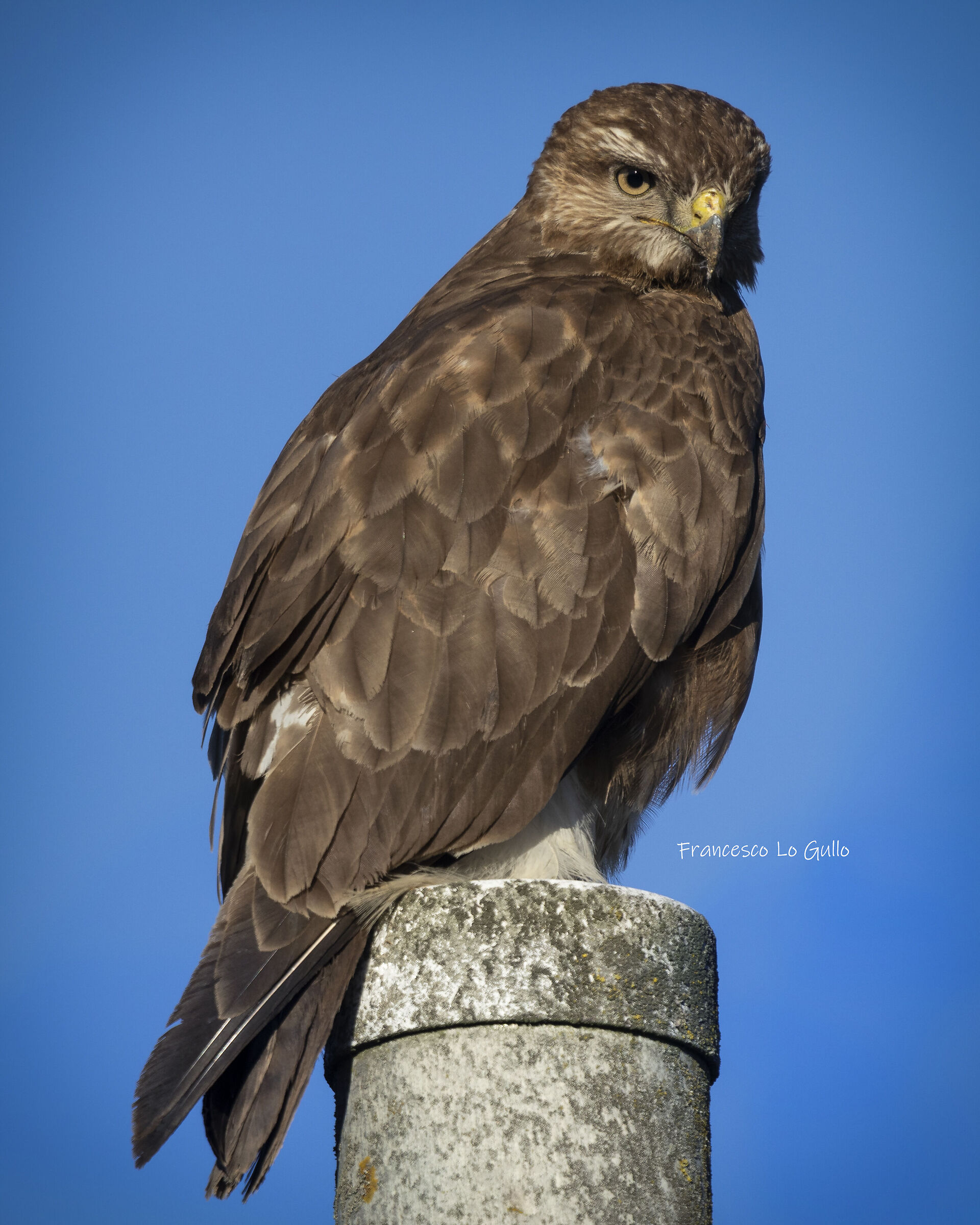 Buteo buteo