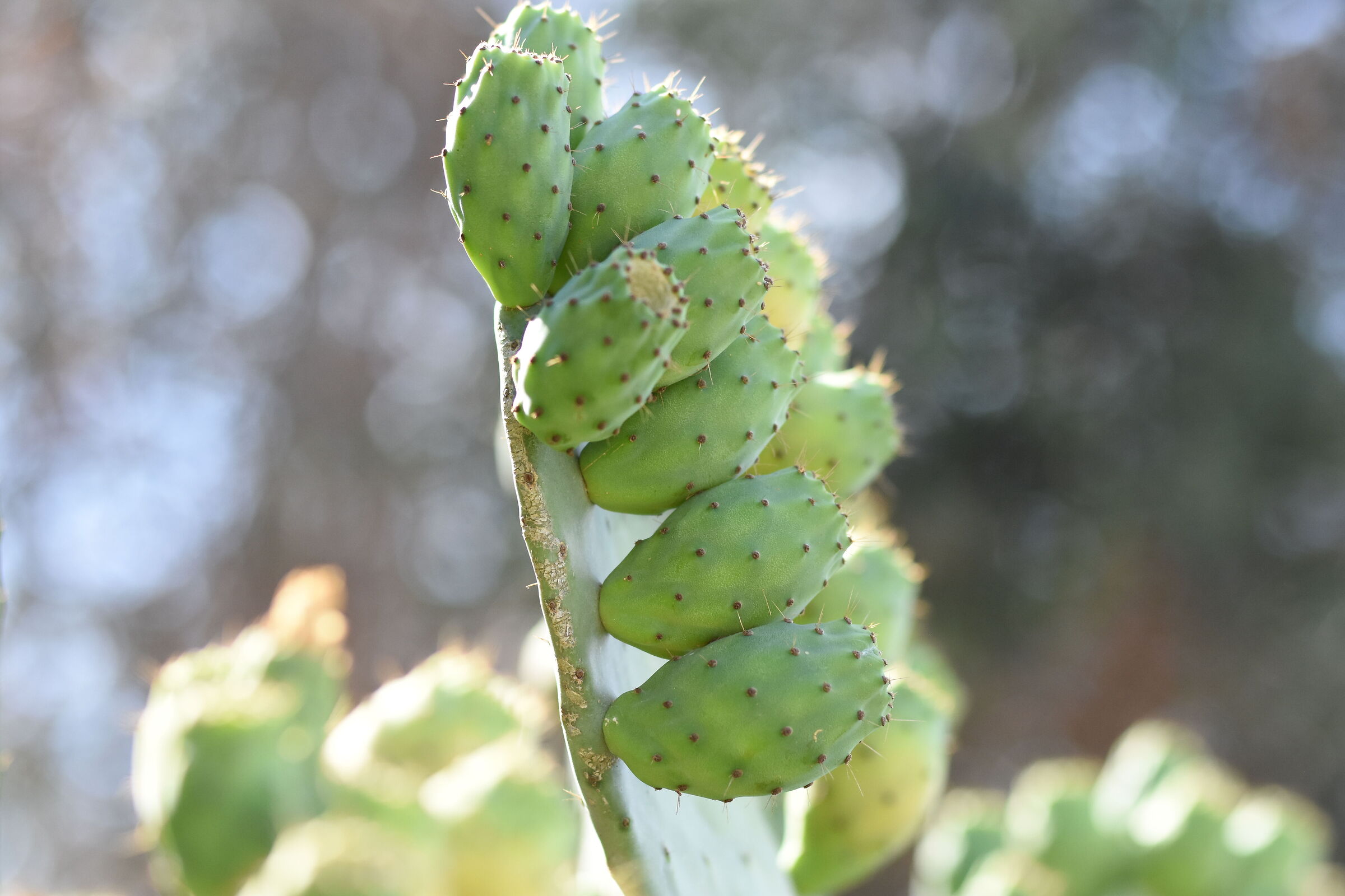 " F. 2 ", 1/ 8.0 0 0, ISO 1.0 0 0- Sigma 85, 1.4 A...