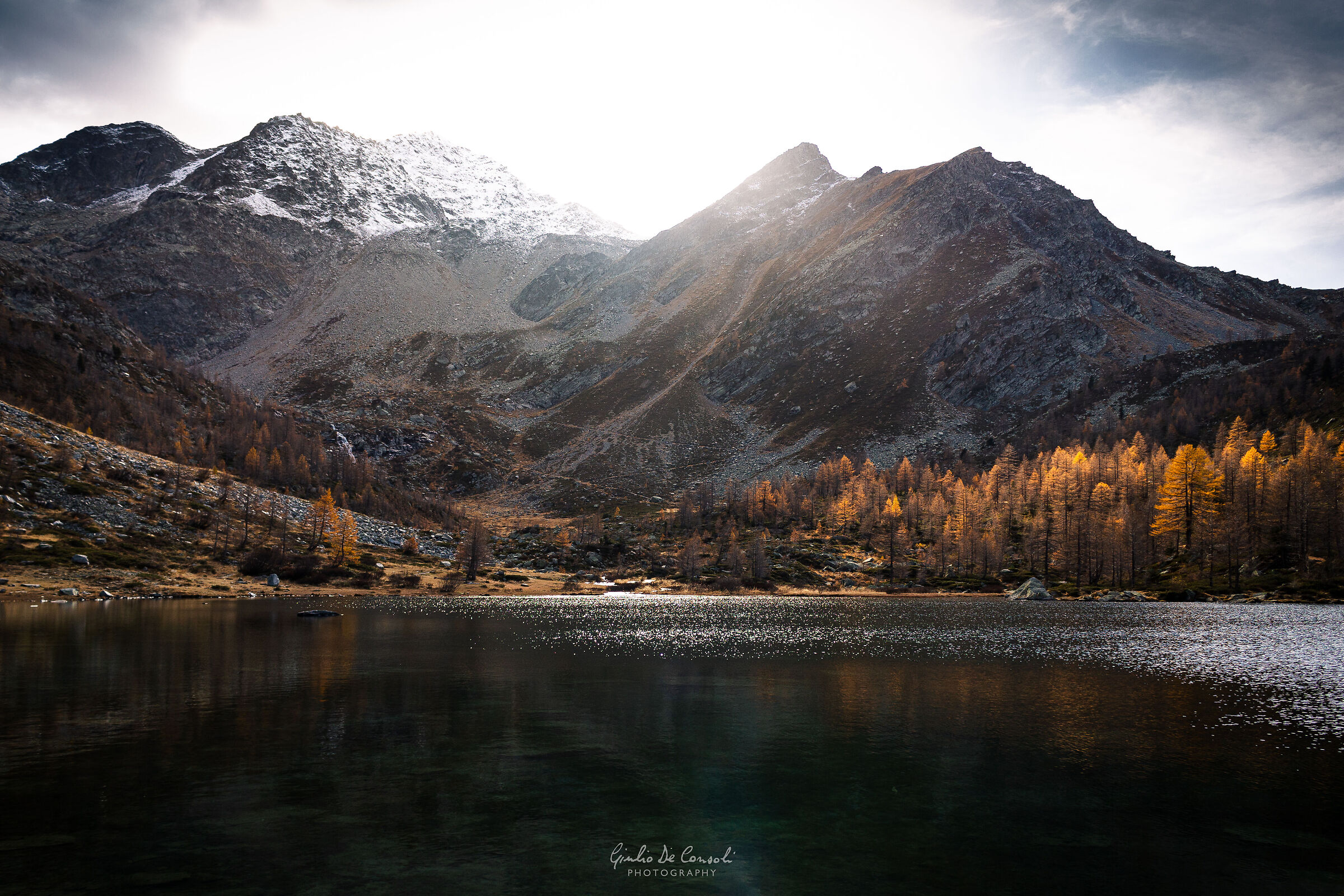 Light between the larches