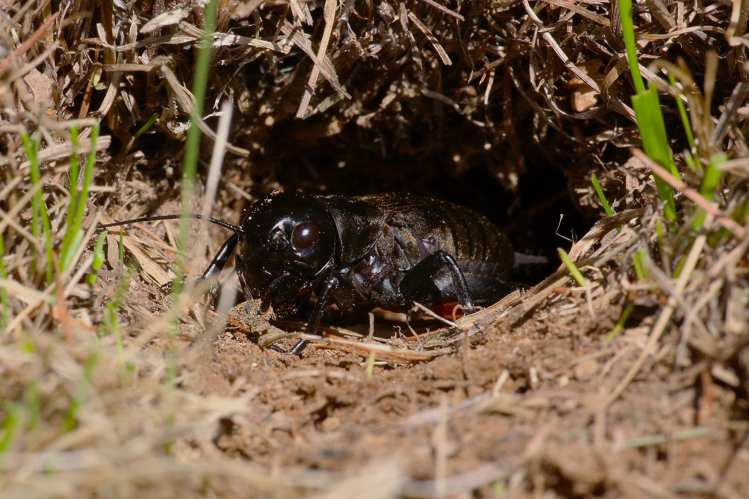 pulizie di primavera