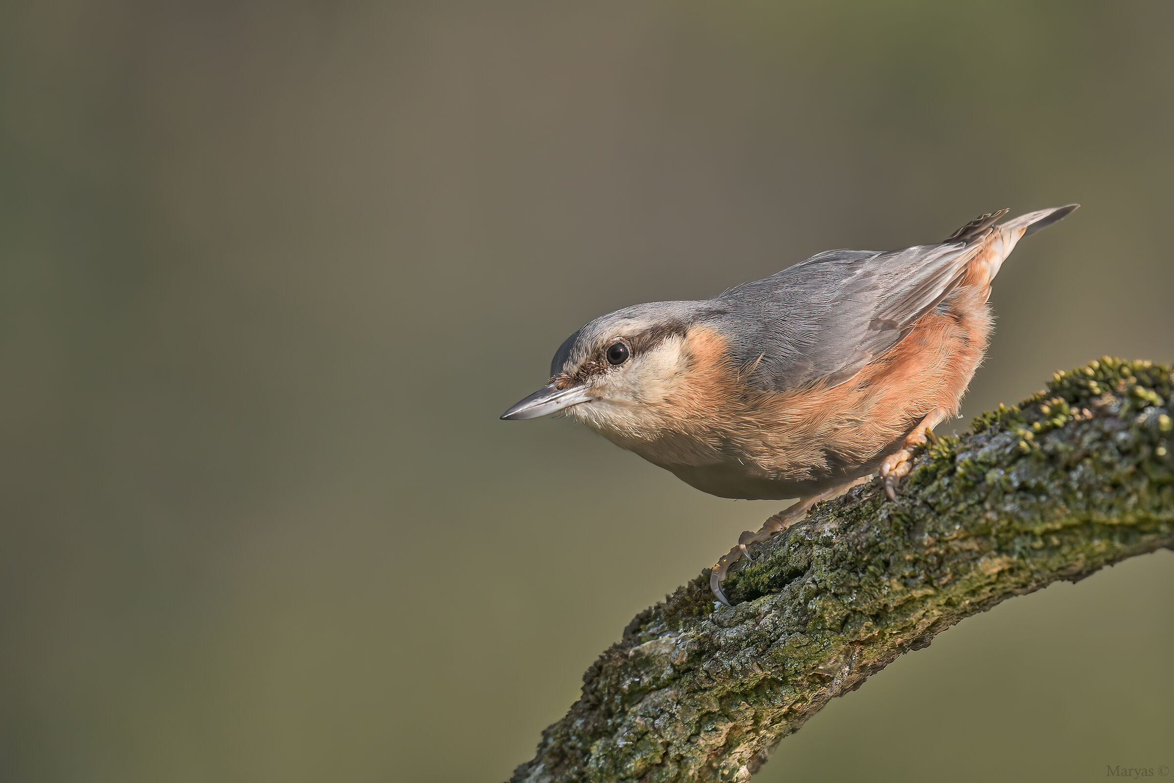 The bow and arrow...