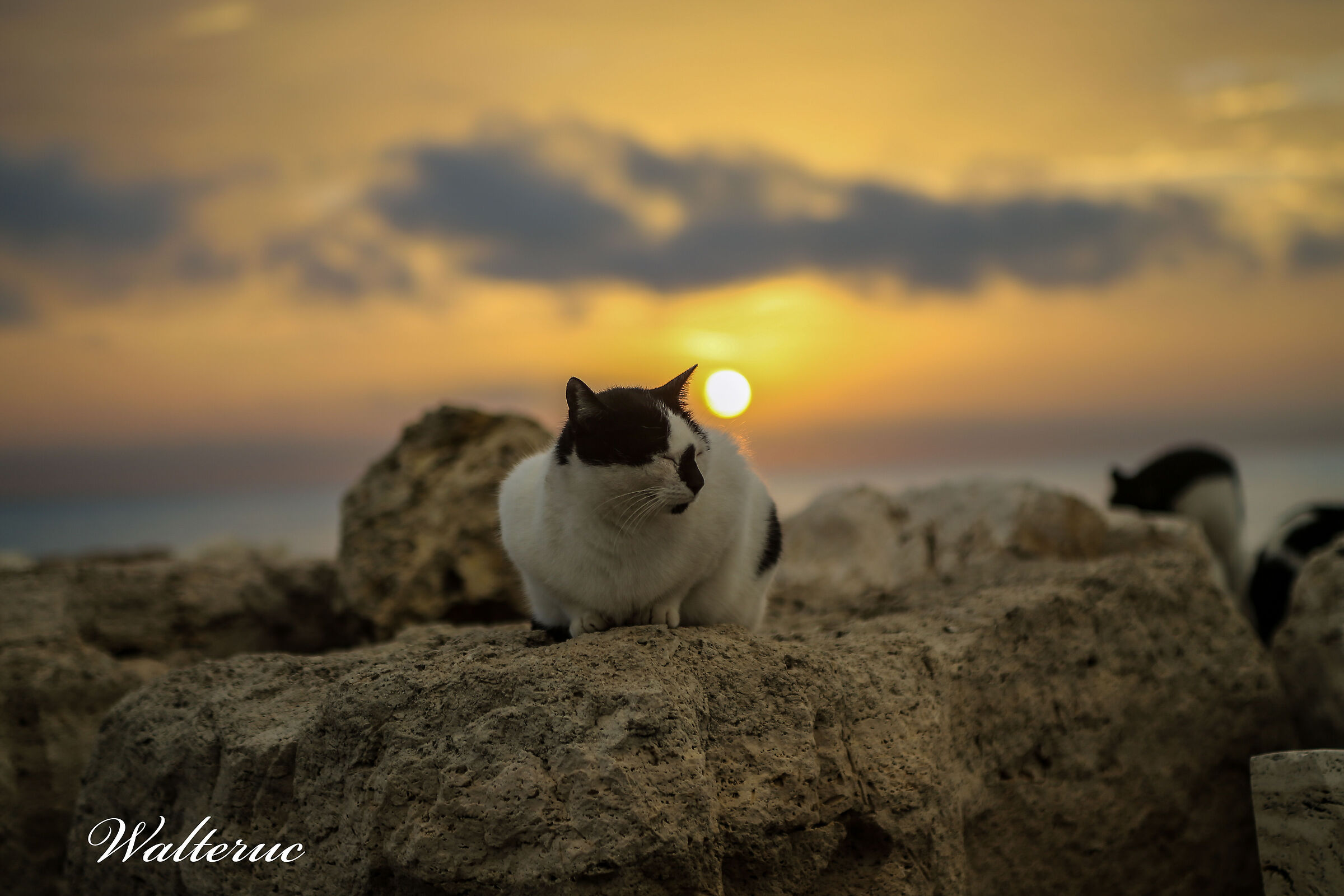 Cats by the sea