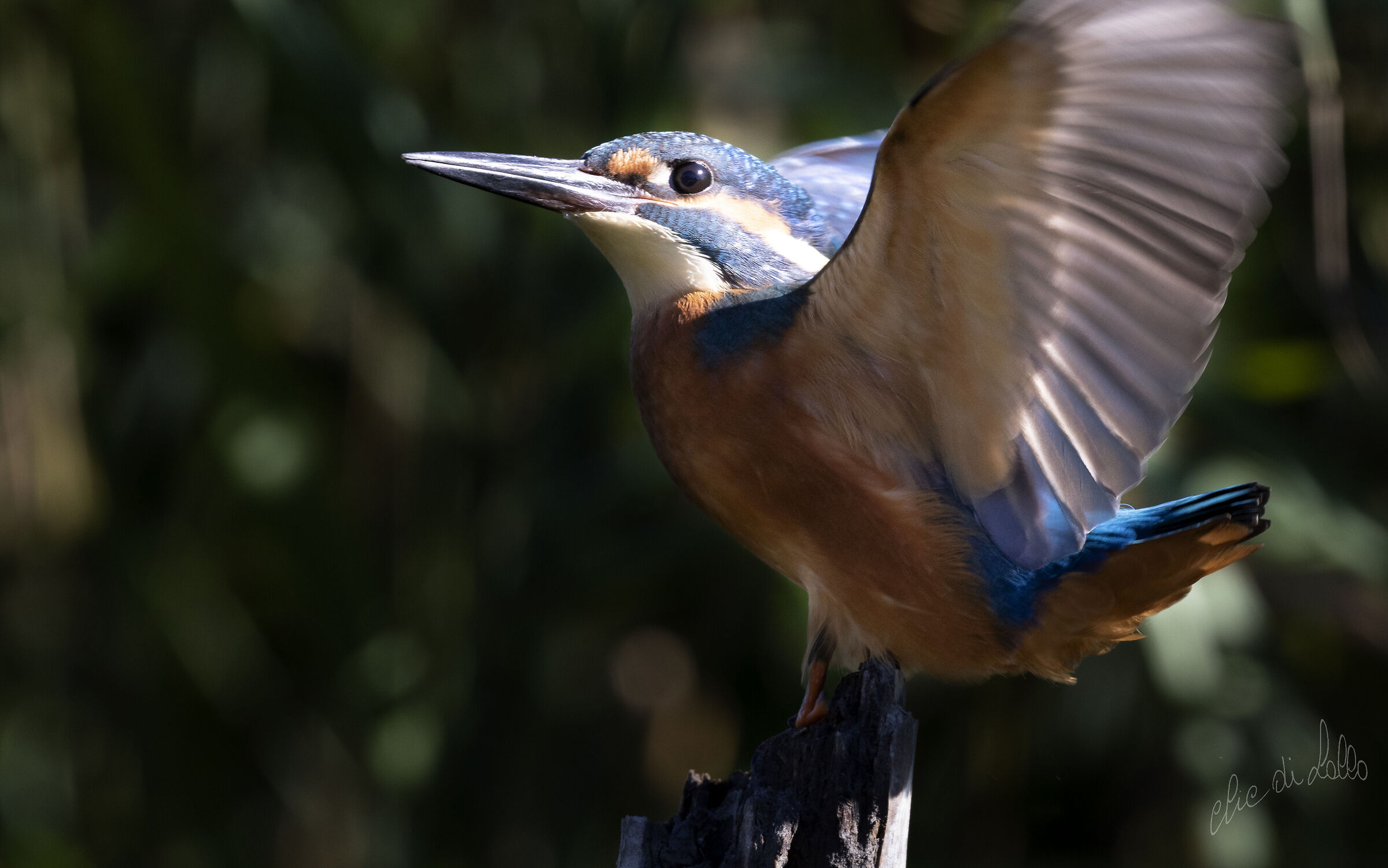Il martin pescatore colto al volo a Premilcuore.