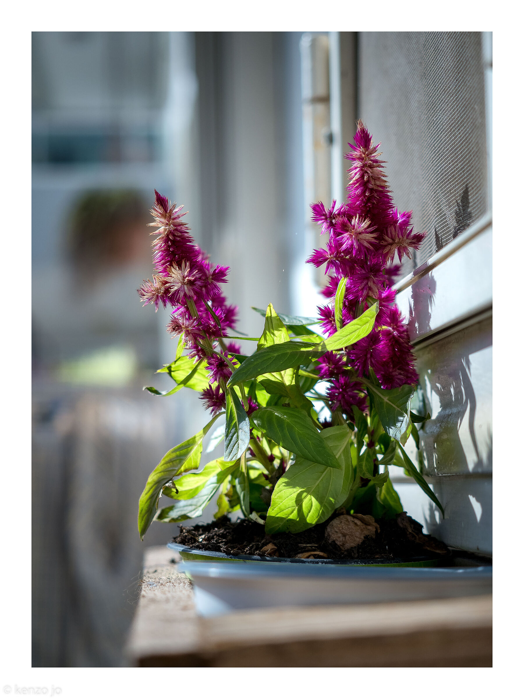 In full sun (Celosia caracas)