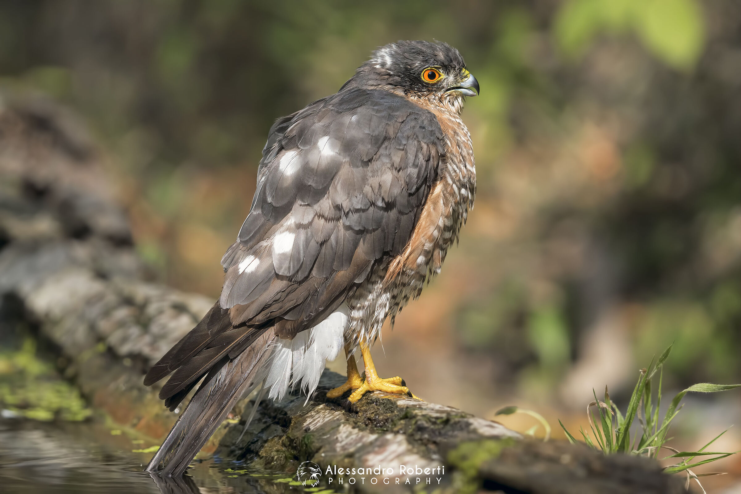 Male sparrow hawk