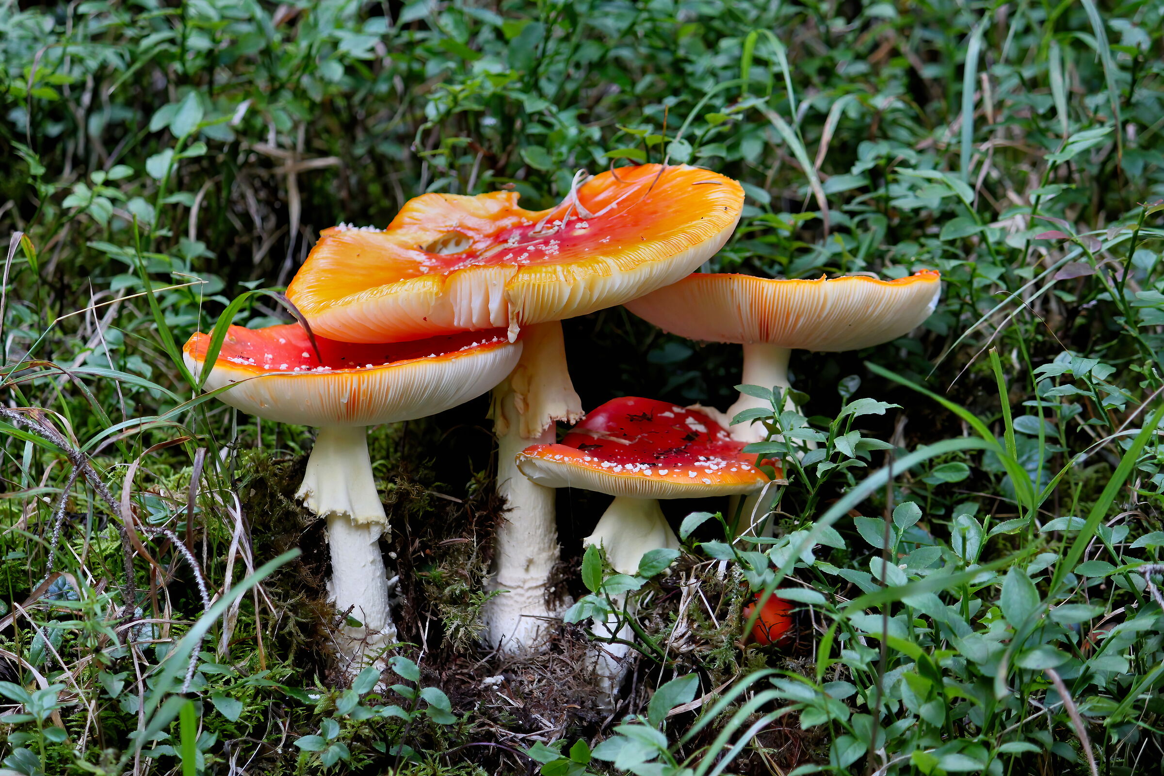 Una Famiglia Pericolosa