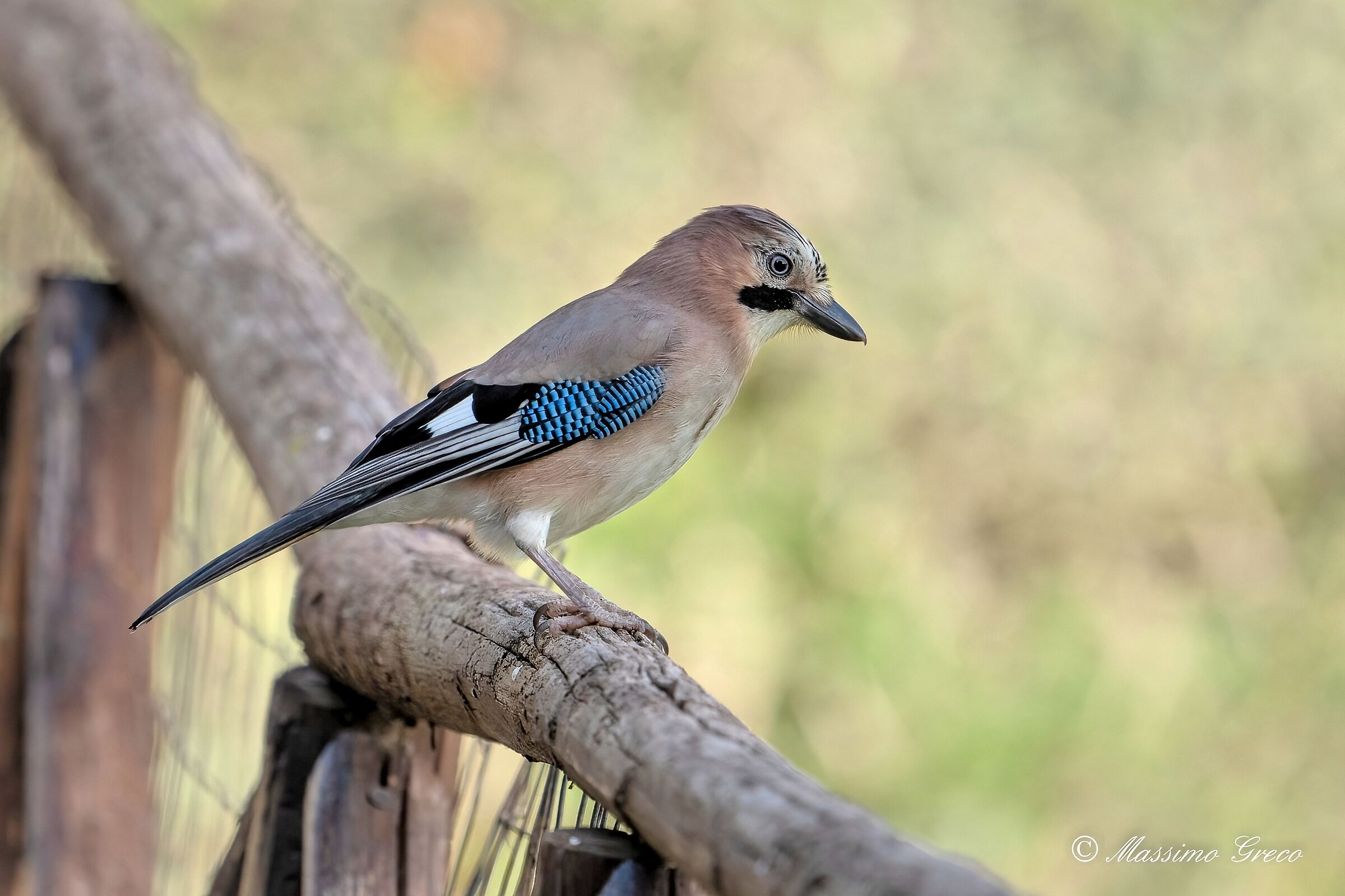 Ghiandaia (Garrulus glandarius)
