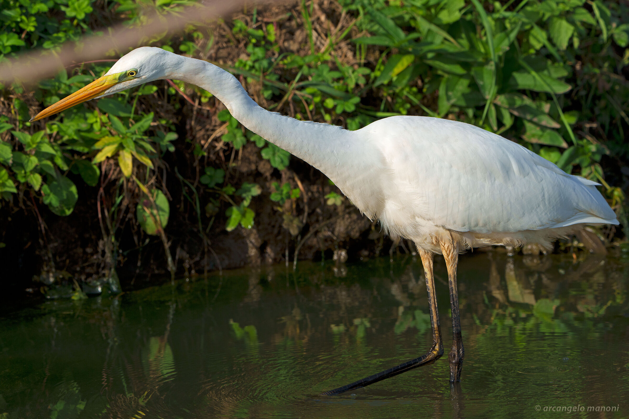 Great white heron