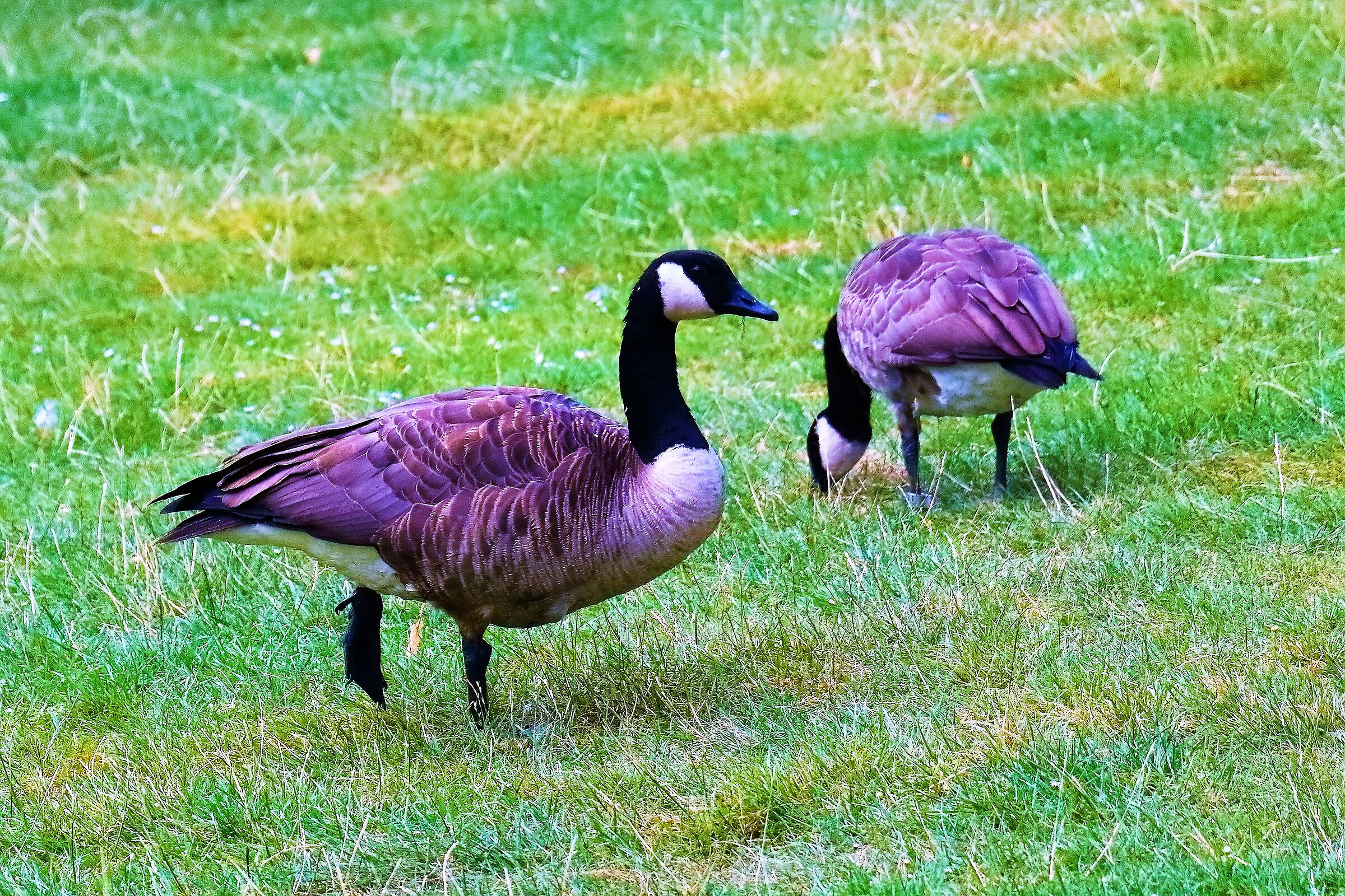 Oca del Canadà 15-08-2022