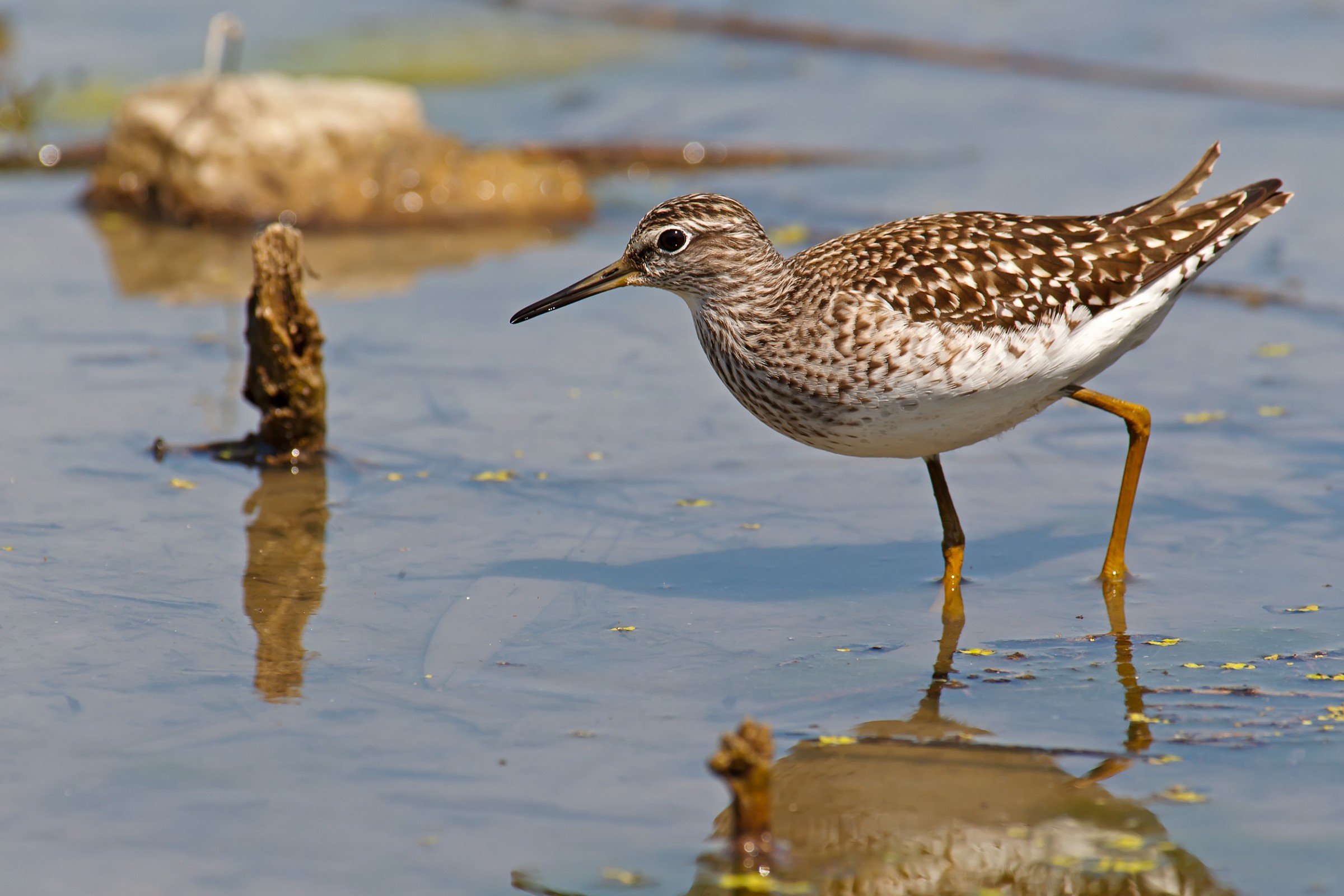 Wood Sandpiper