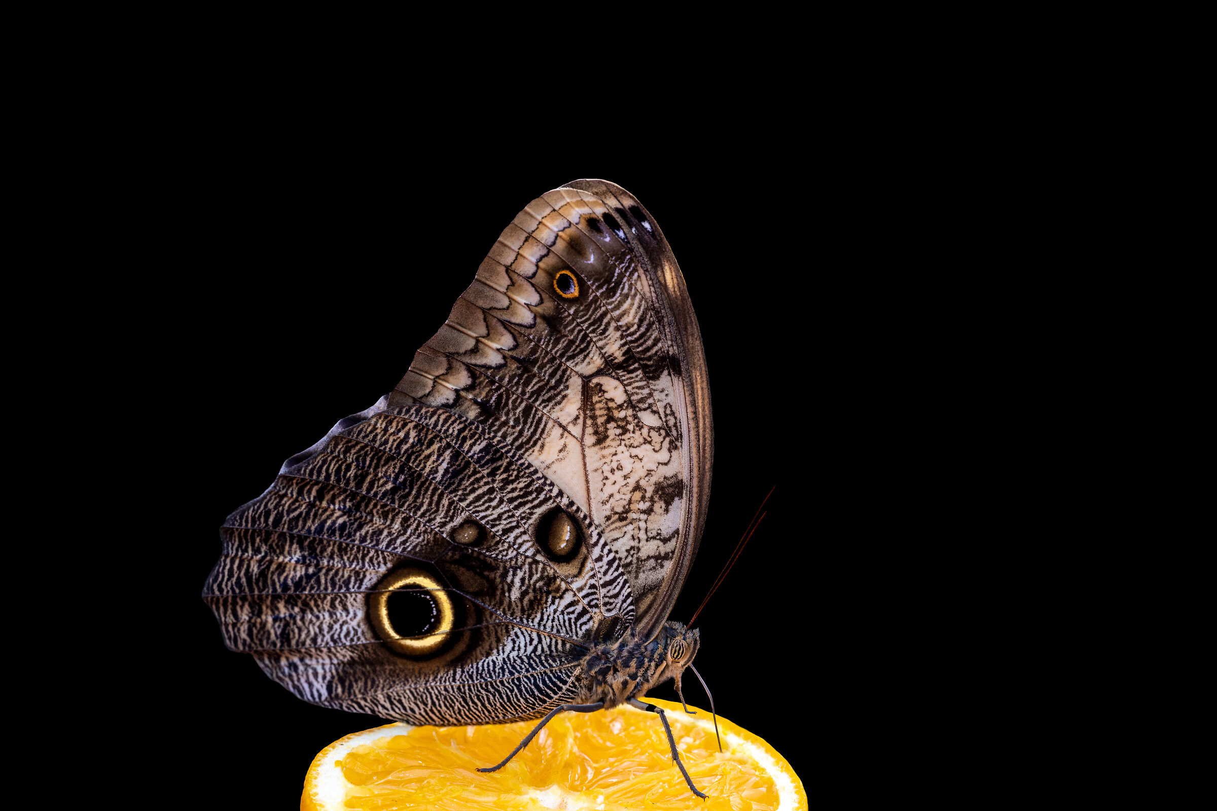 Owl butterfly (Caligo memnon)