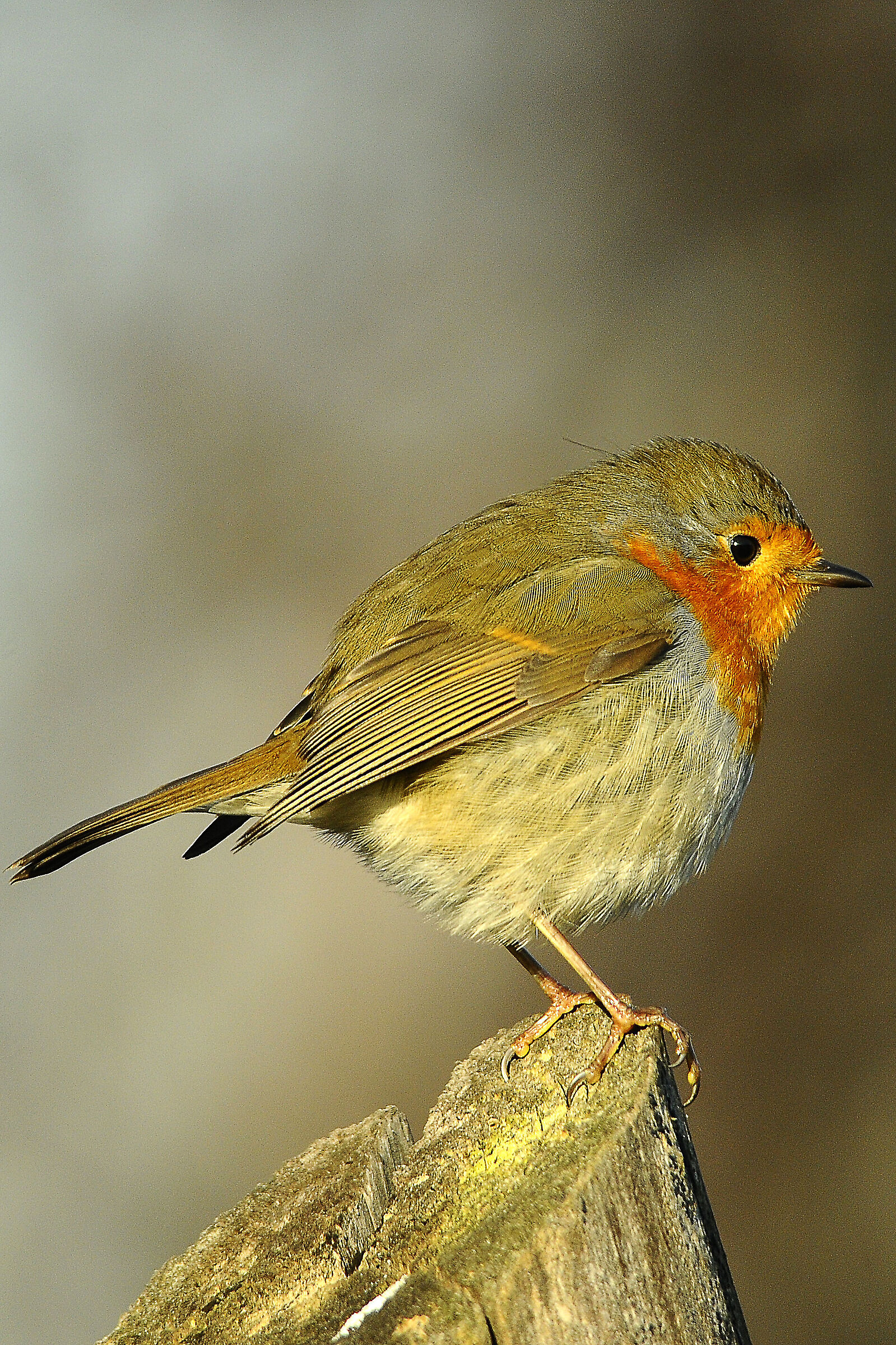 robin