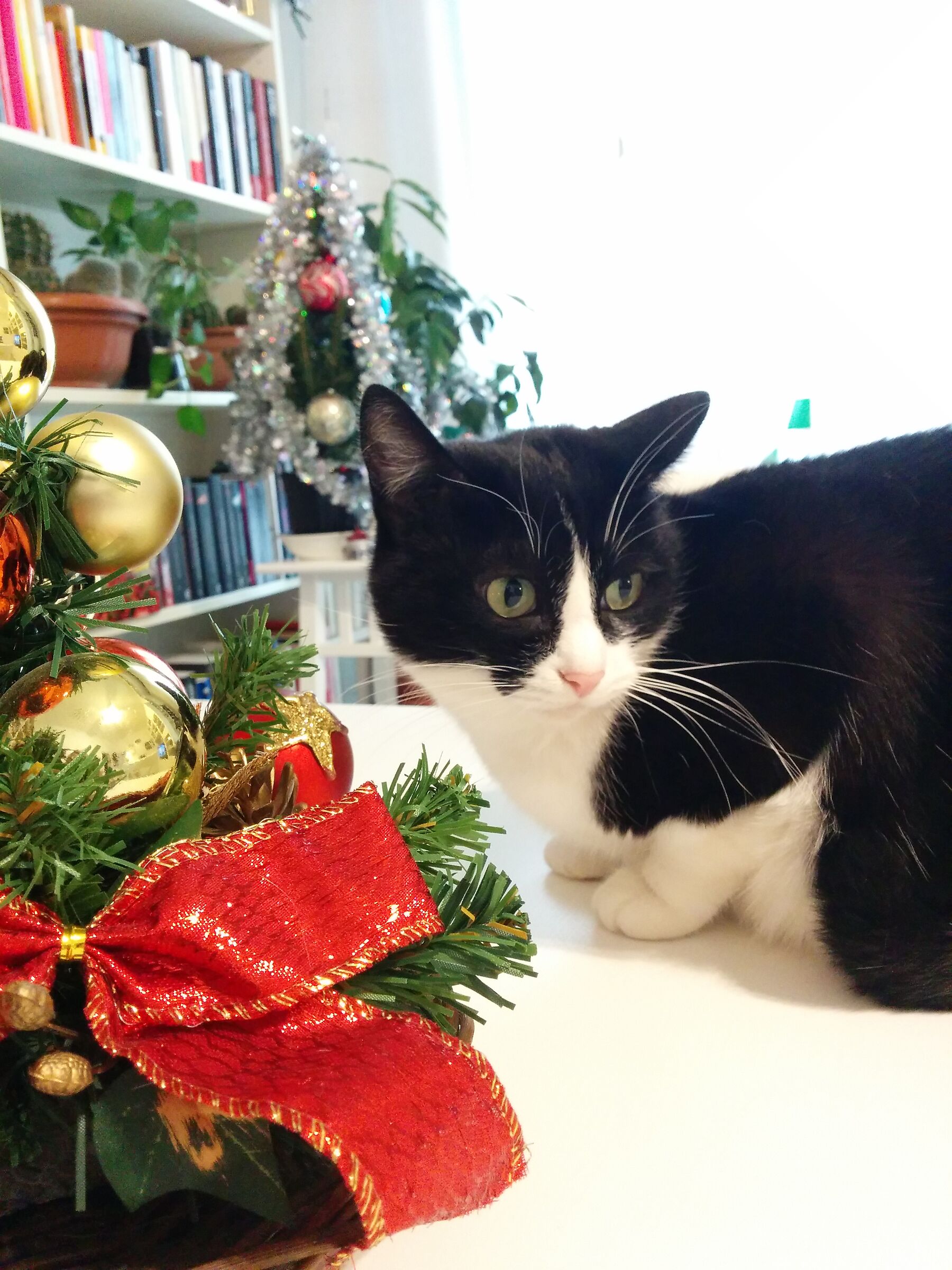 Gipsy a Natale