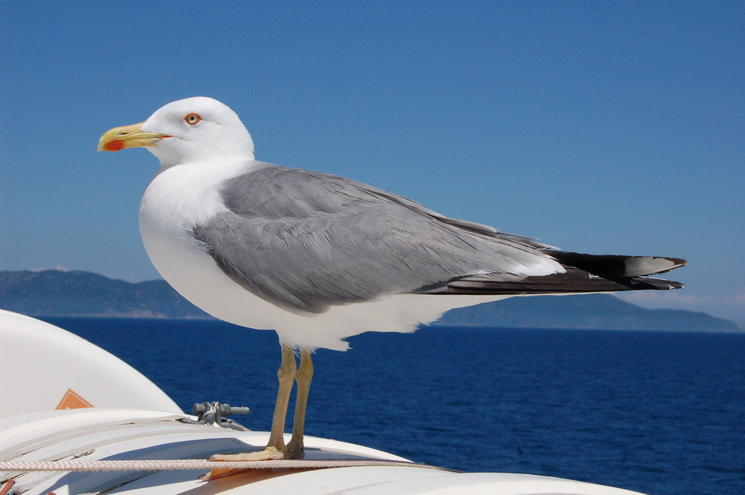 Seagull on ferry to Giglio