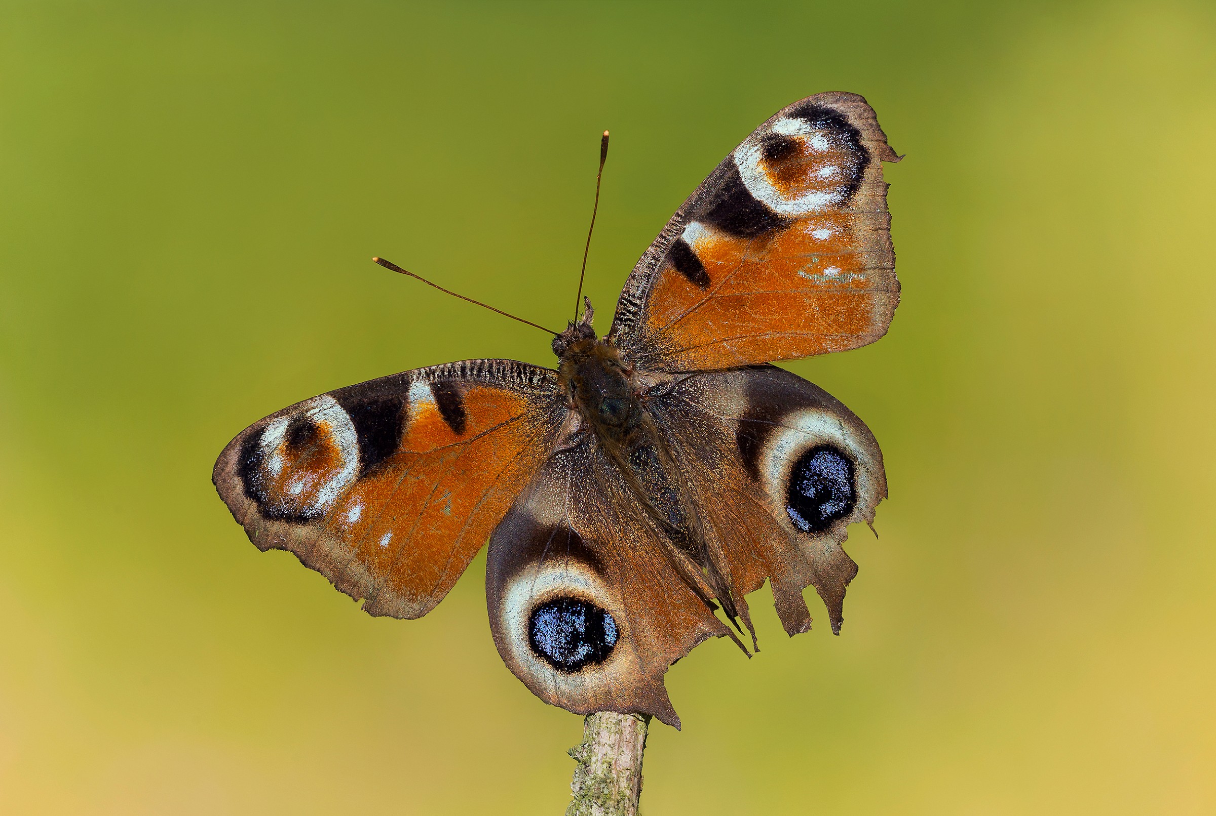 Lunga vita alla regina