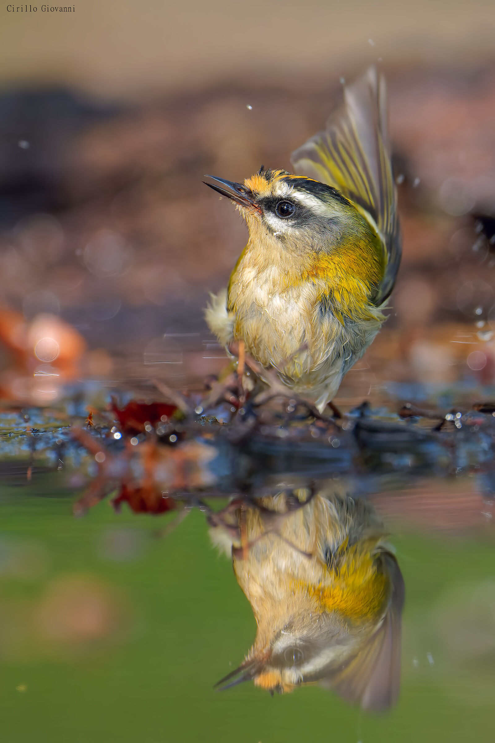 Firecrest