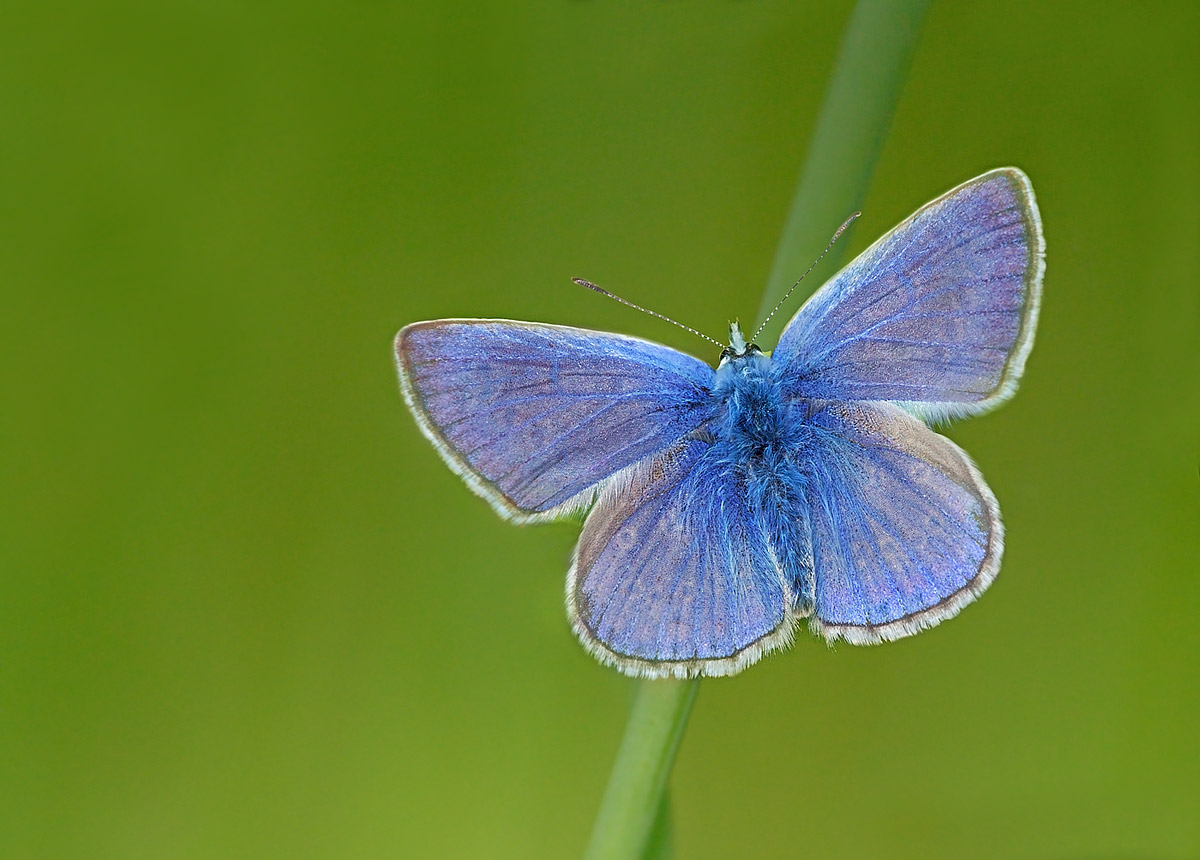 Polyommatus Icarus