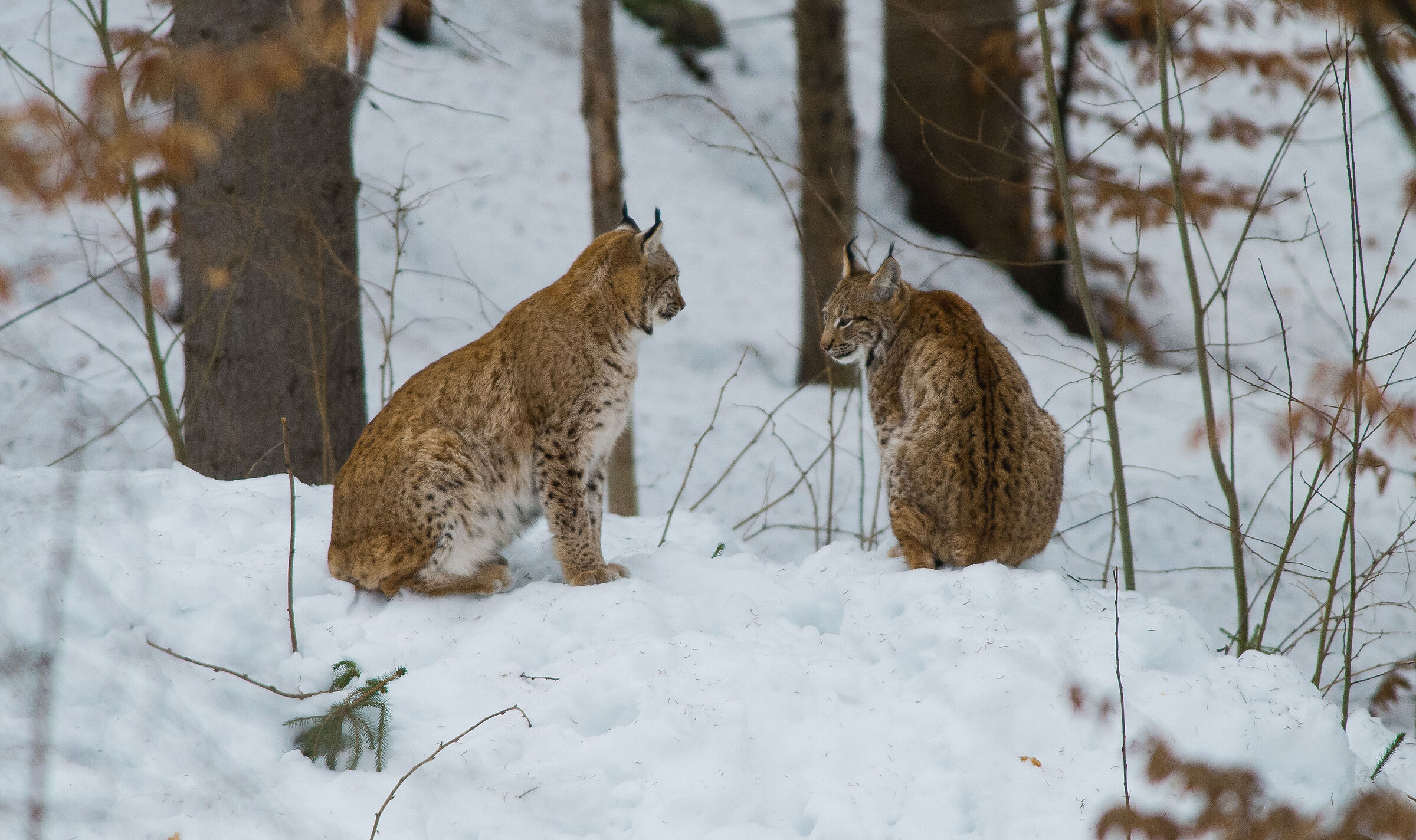 Lynx (controlled environment)