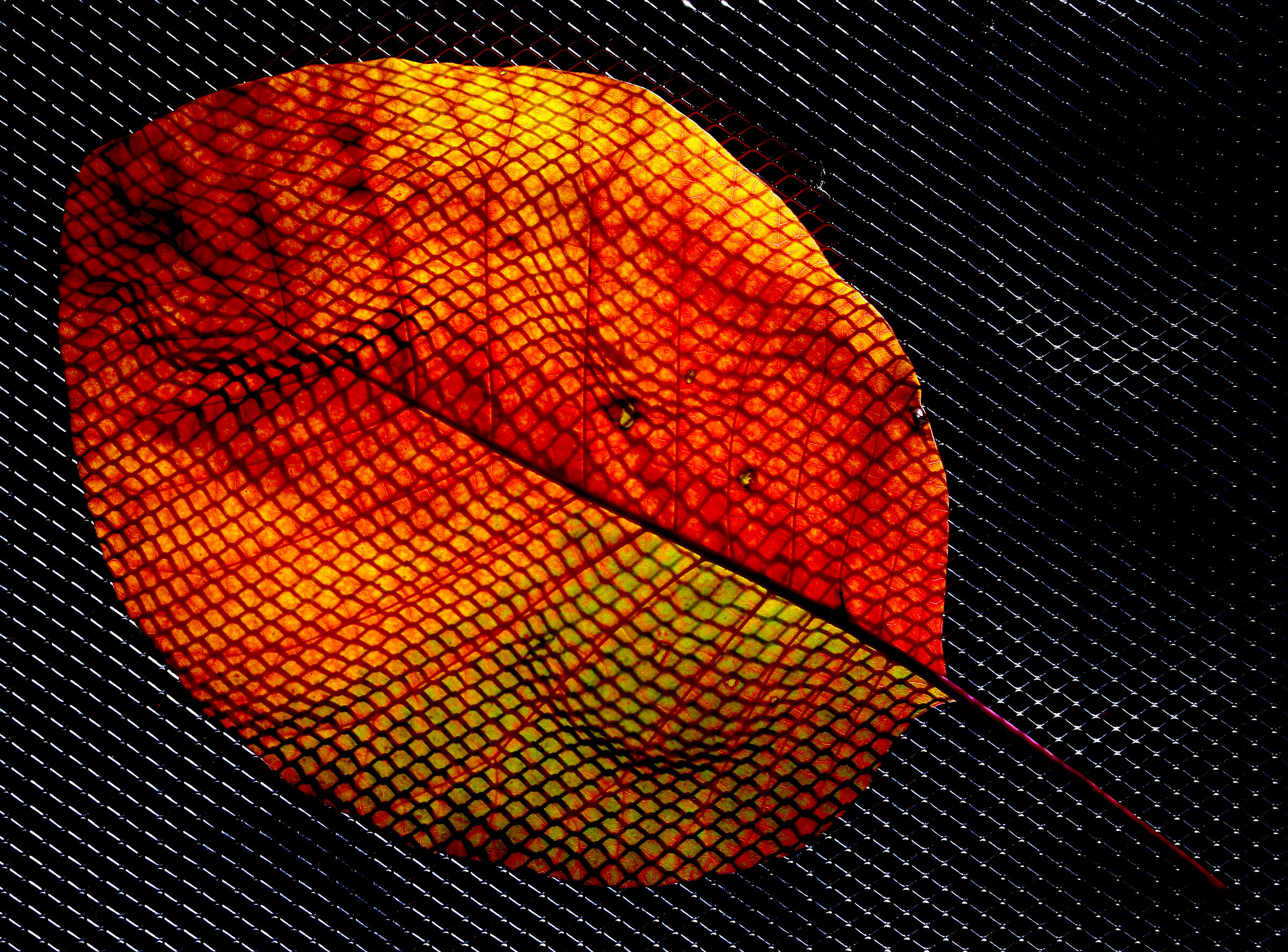 leaf in... grate