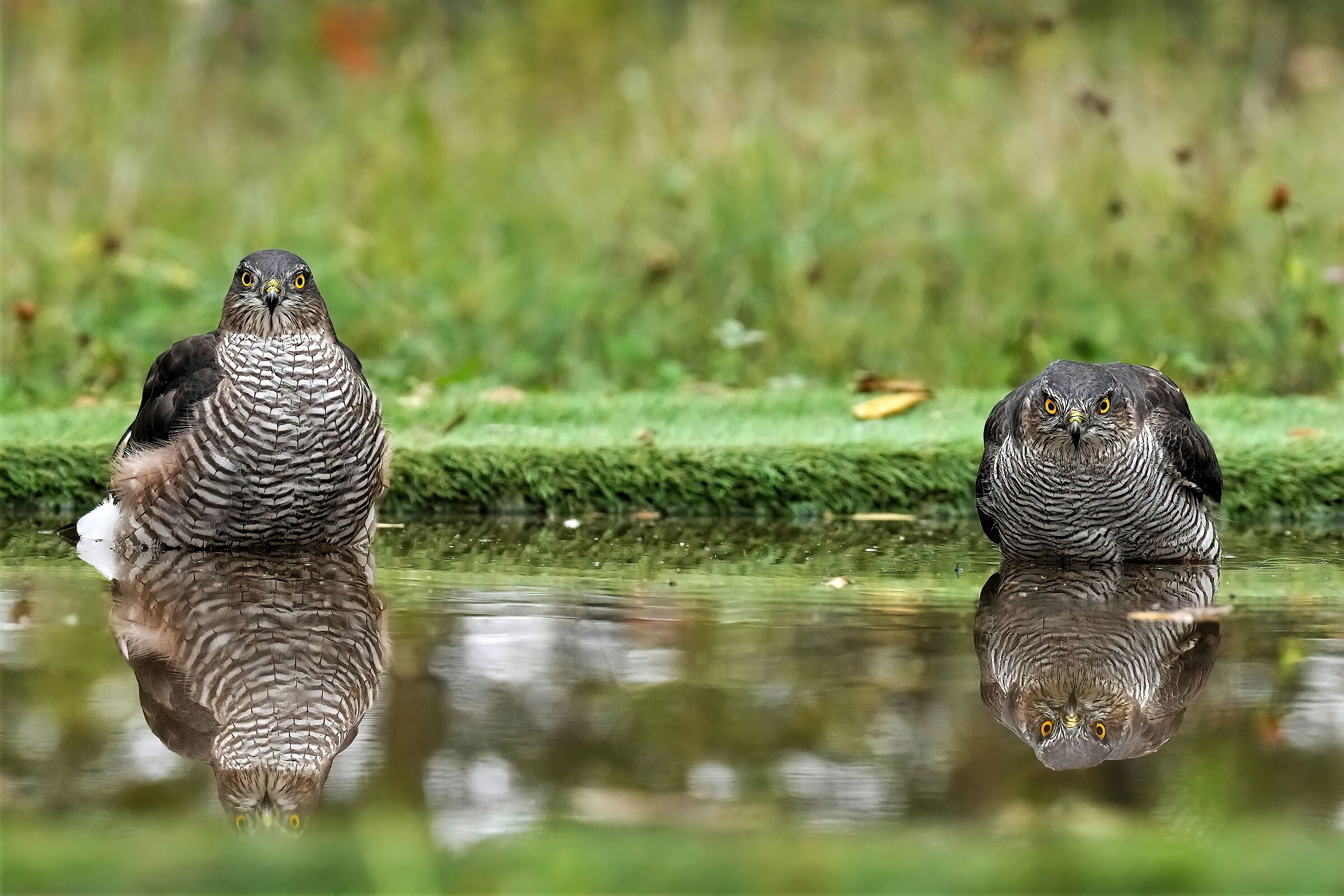 Sparrowhawks at the bath