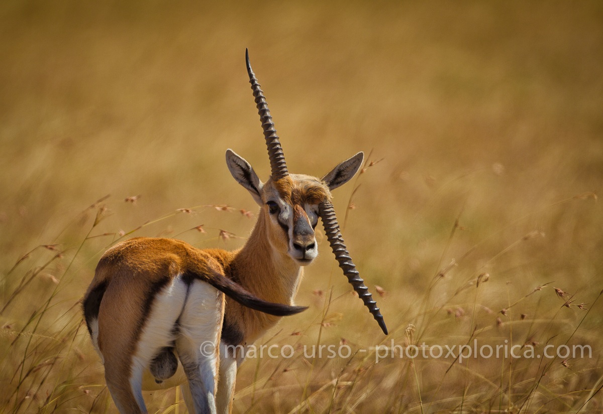 Le stranezze del Masai Mara