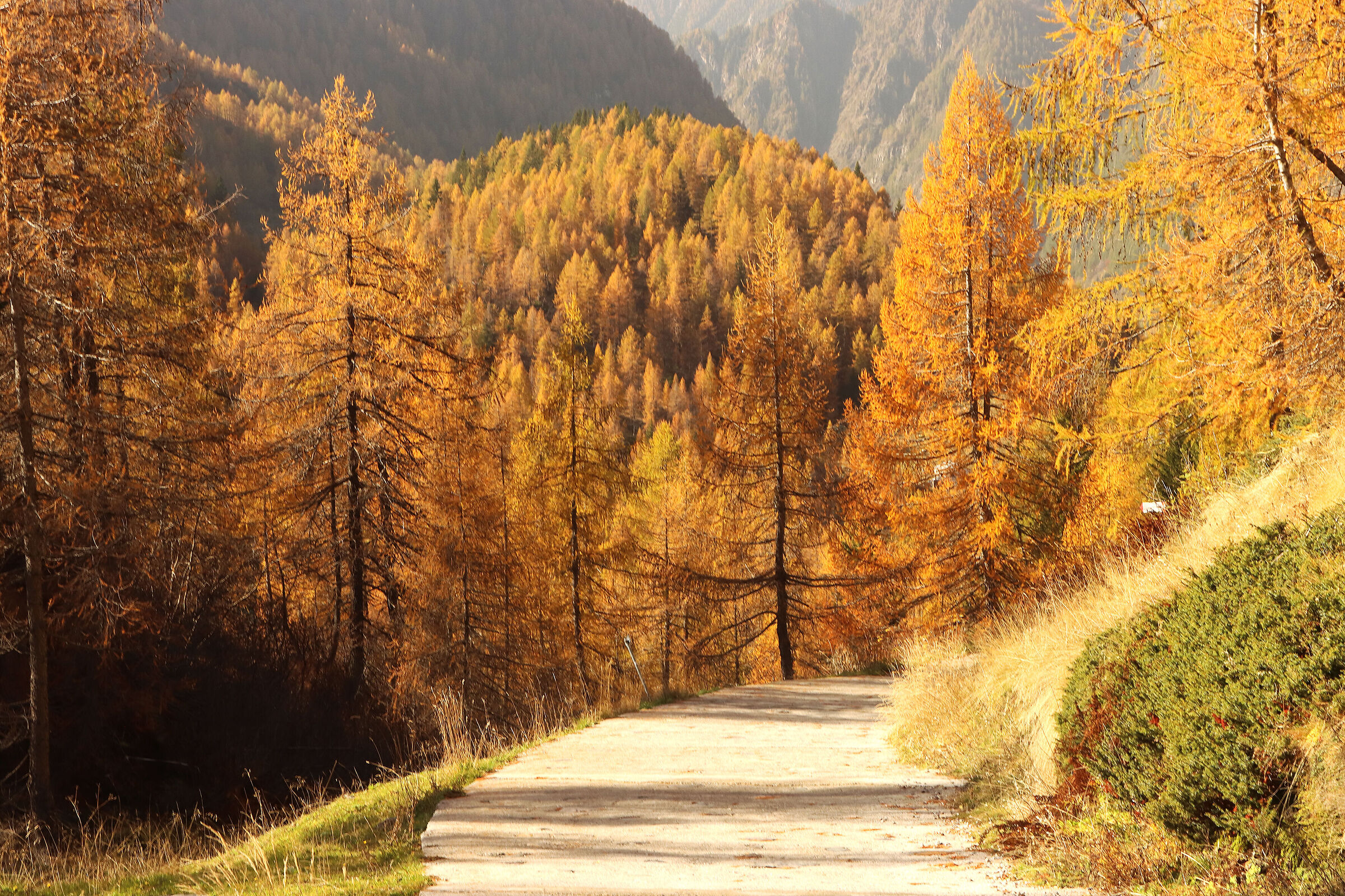 luce dorata del pomeriggio
