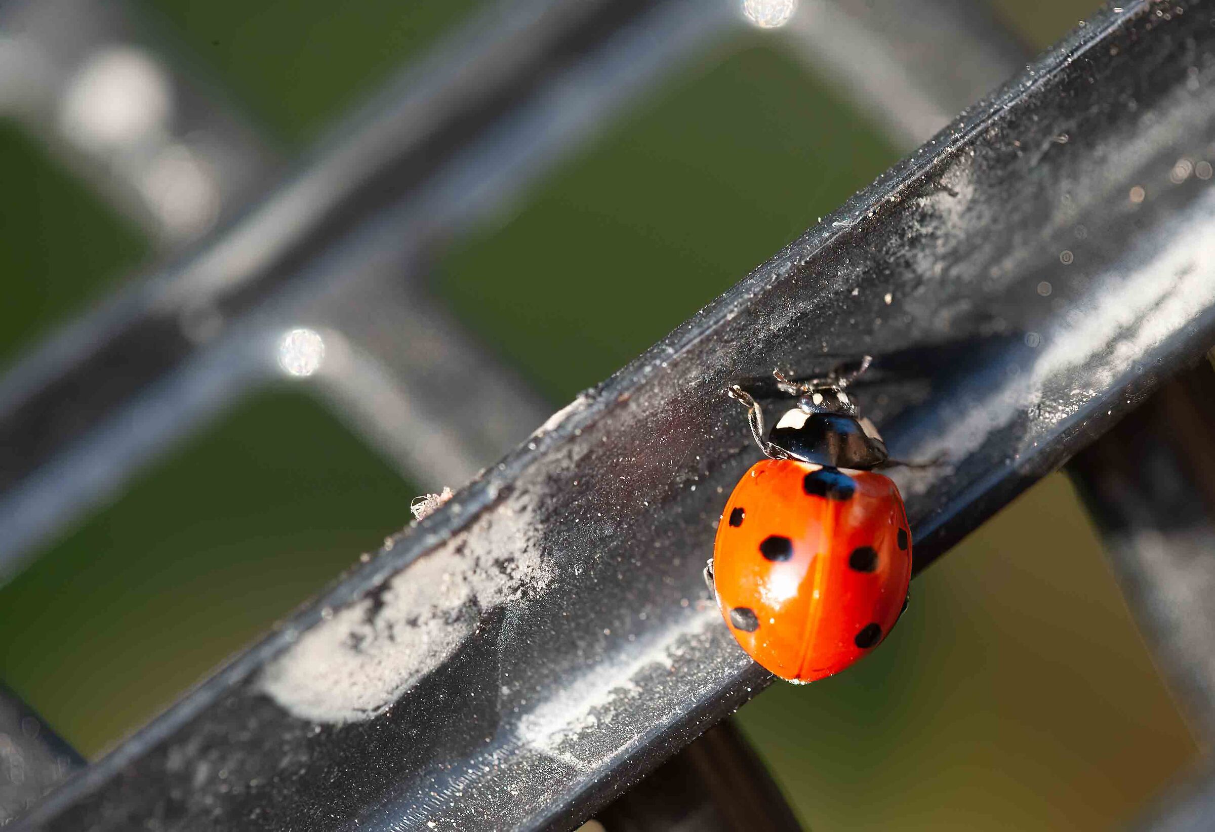 coccinella del 27ottobre 2022