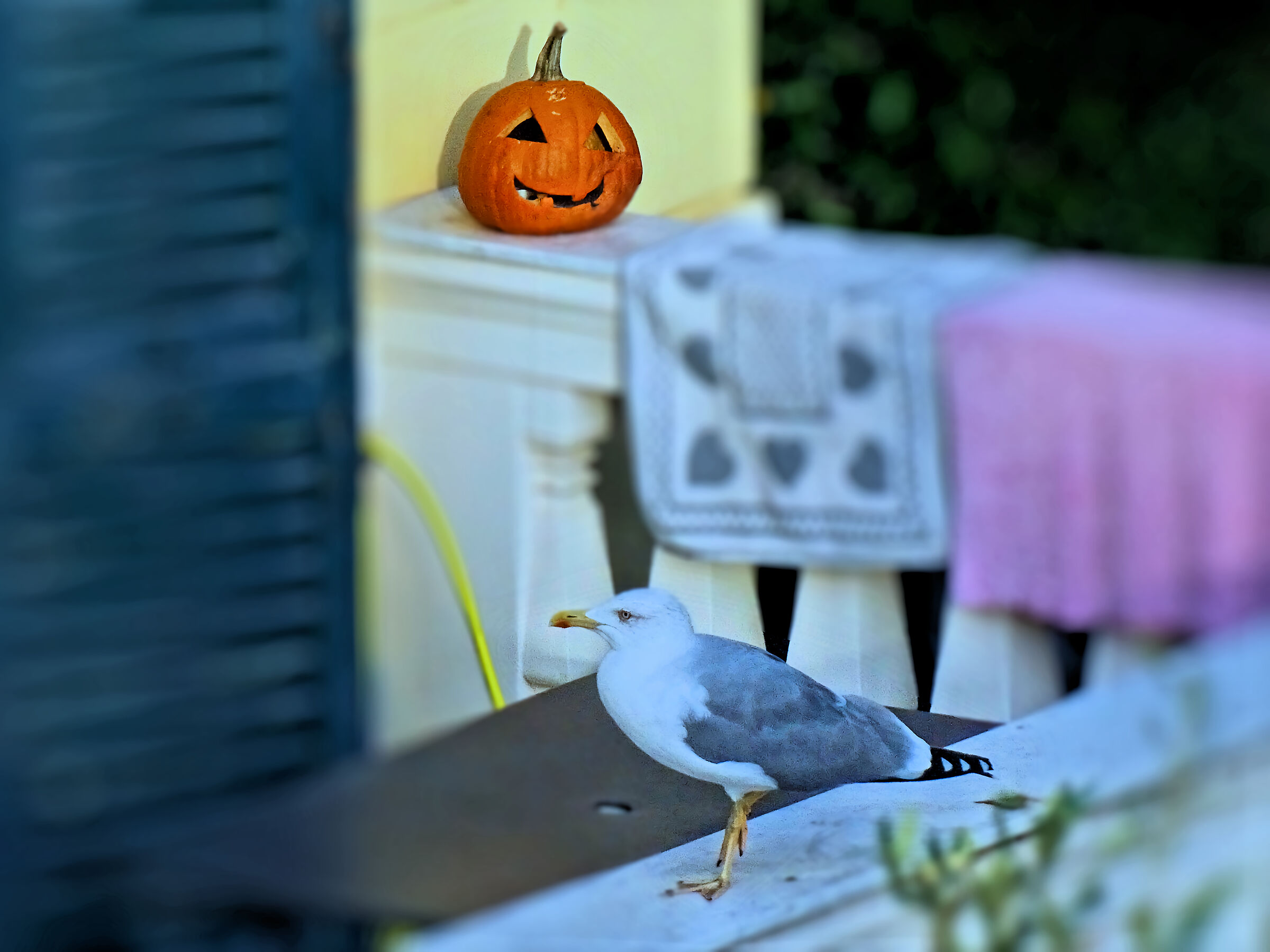 HALLOWEEN - The pumpkin and the seagull