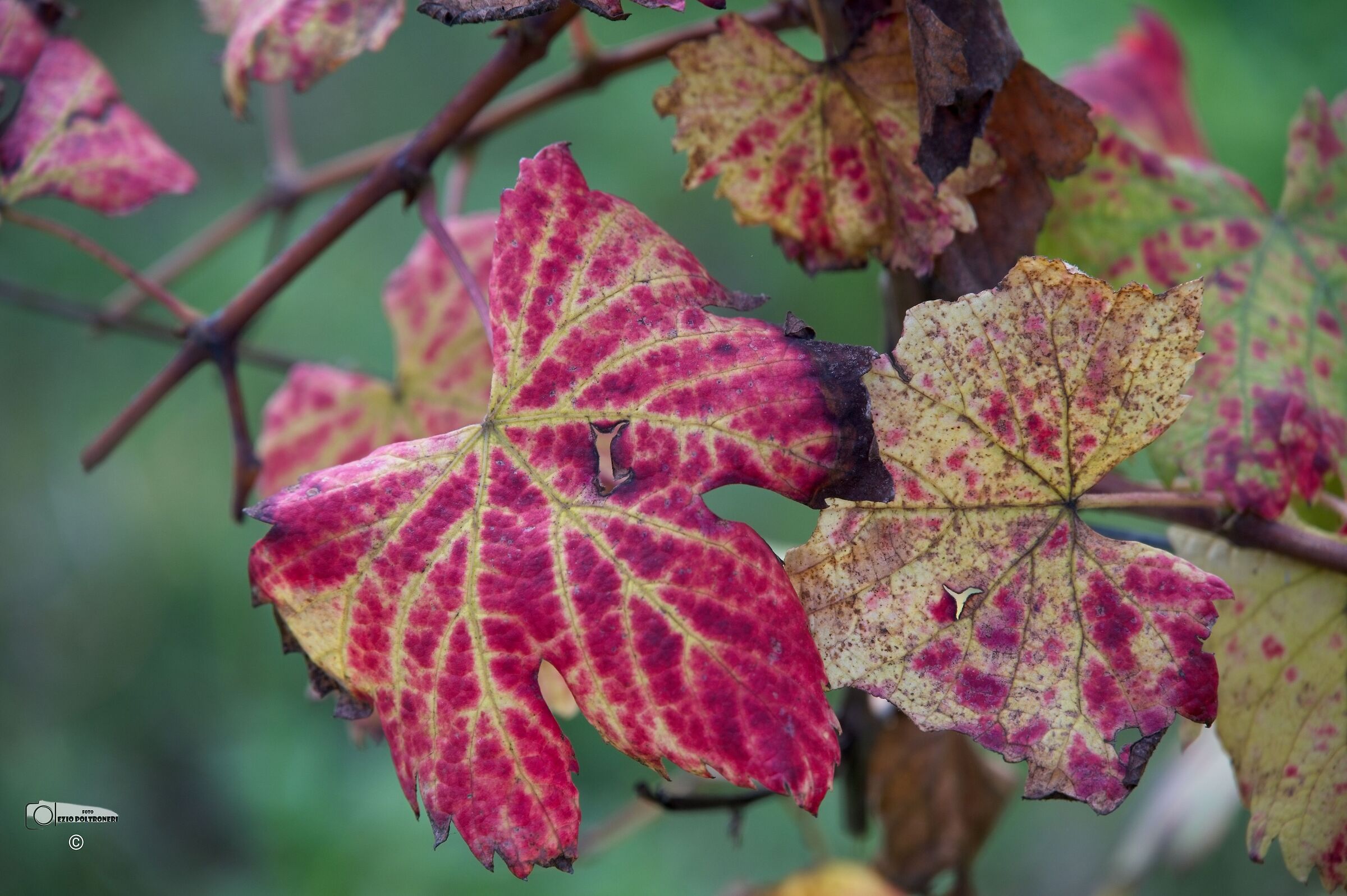 Vine in autumn