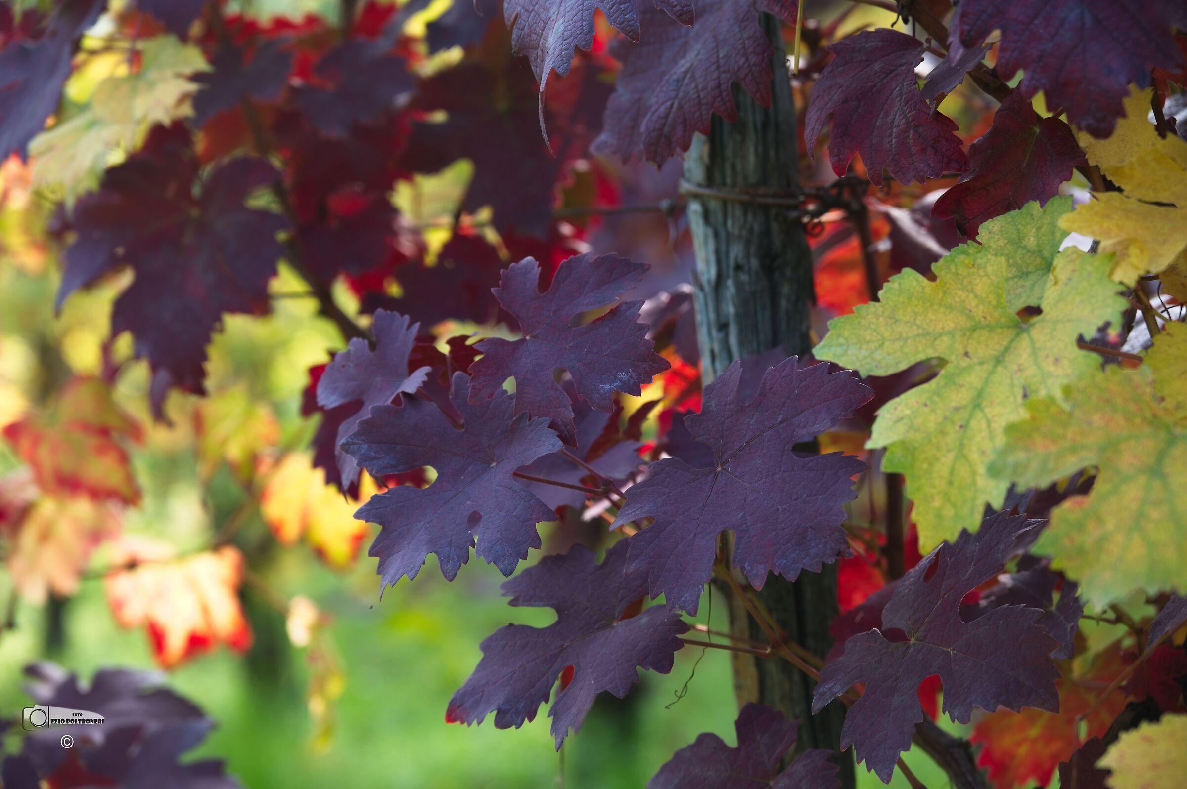 in the vineyard