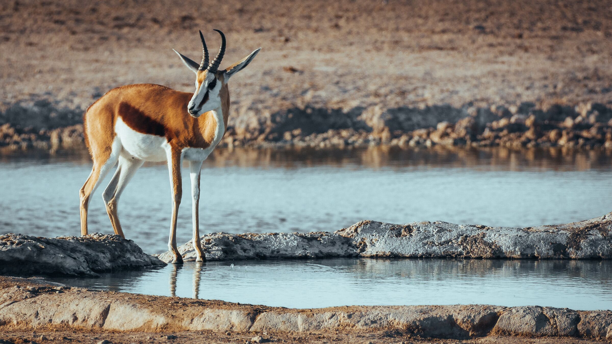 Springbok I