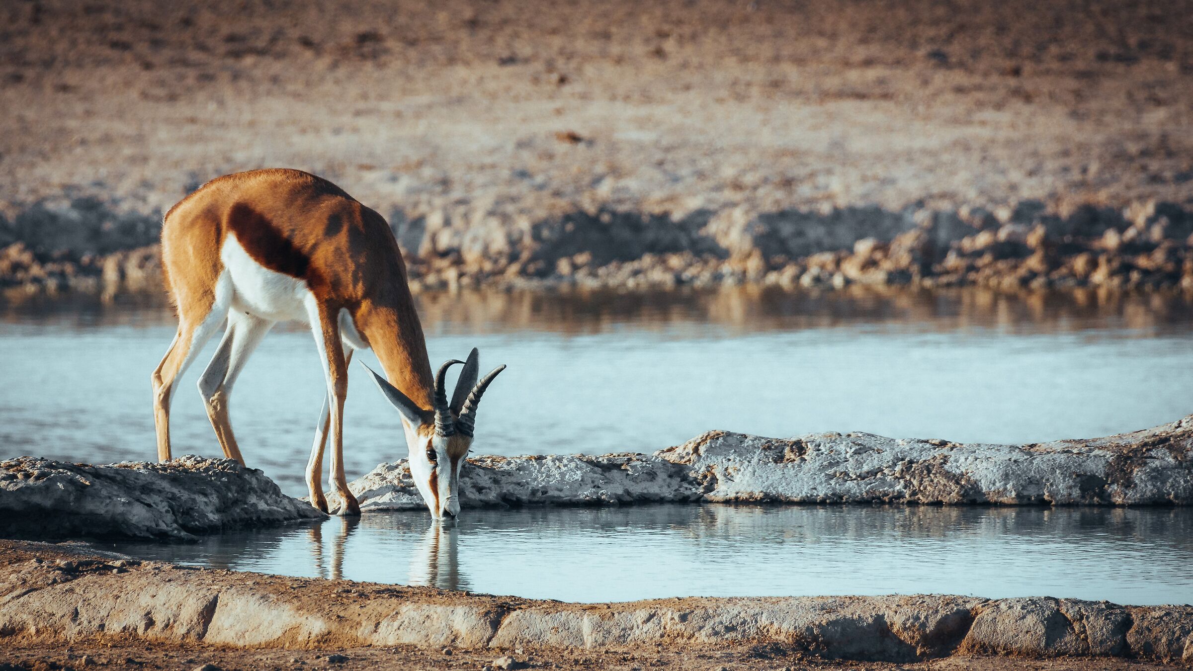 Springbok II