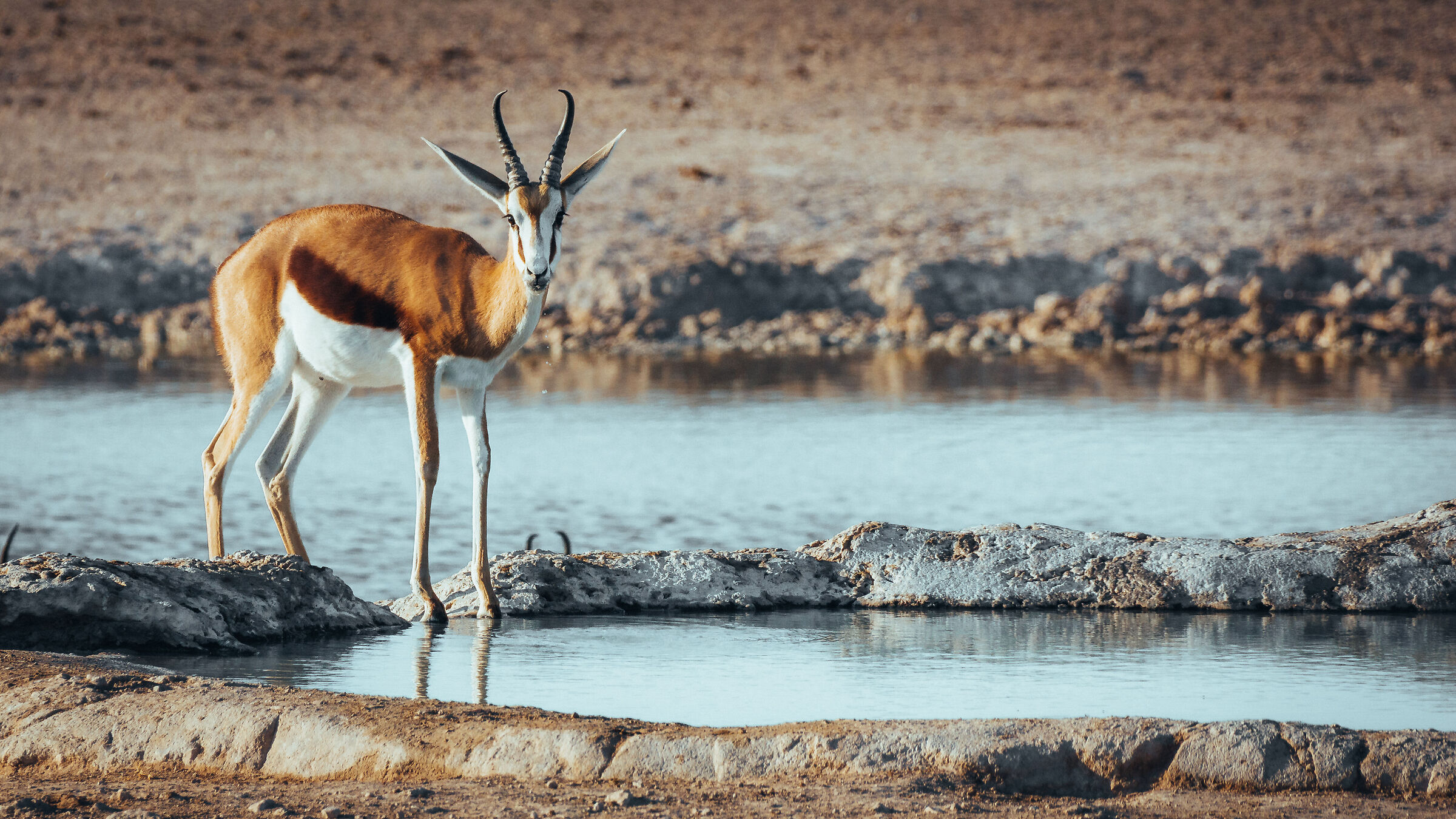 Springbok III