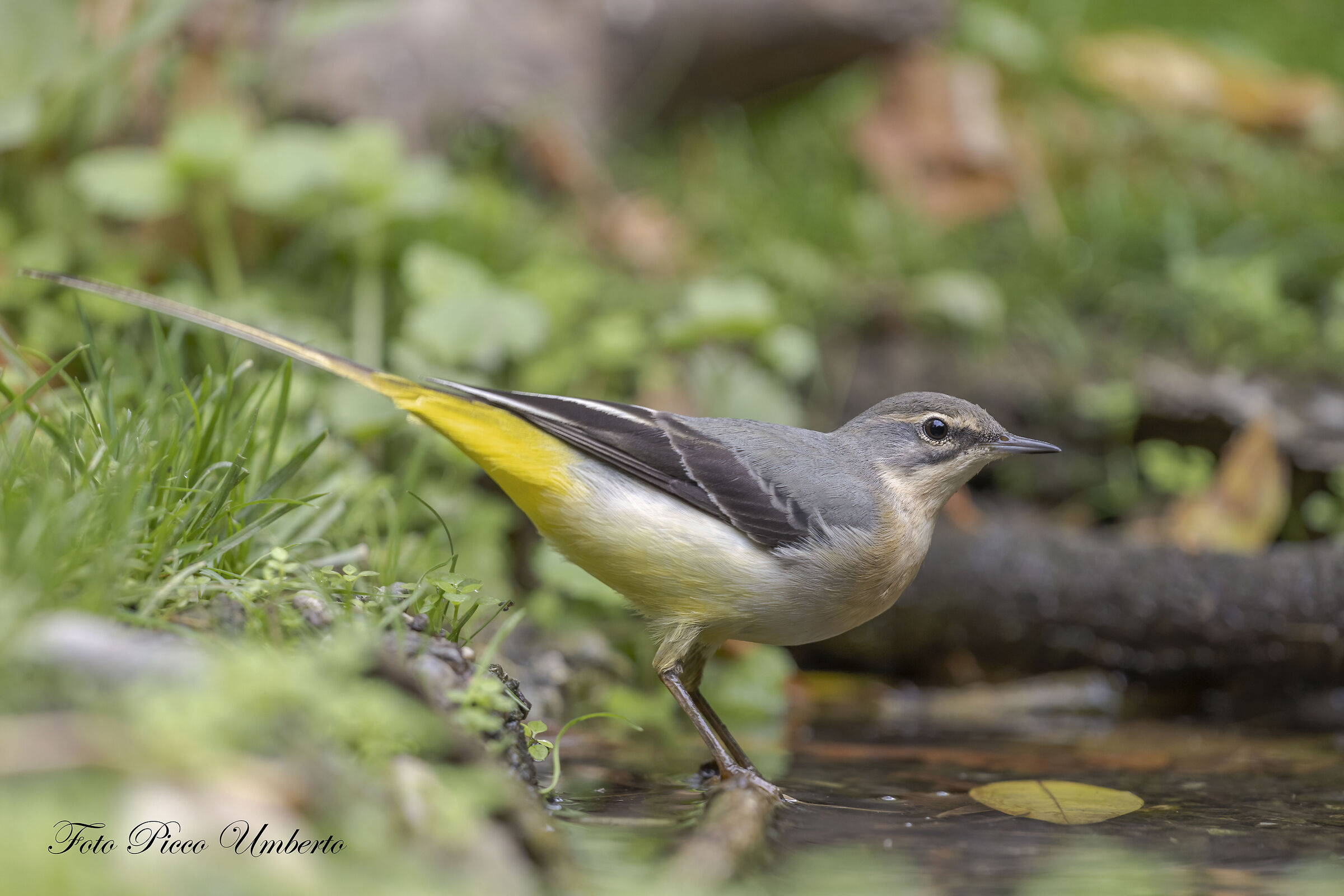 GREY WAGTAIL