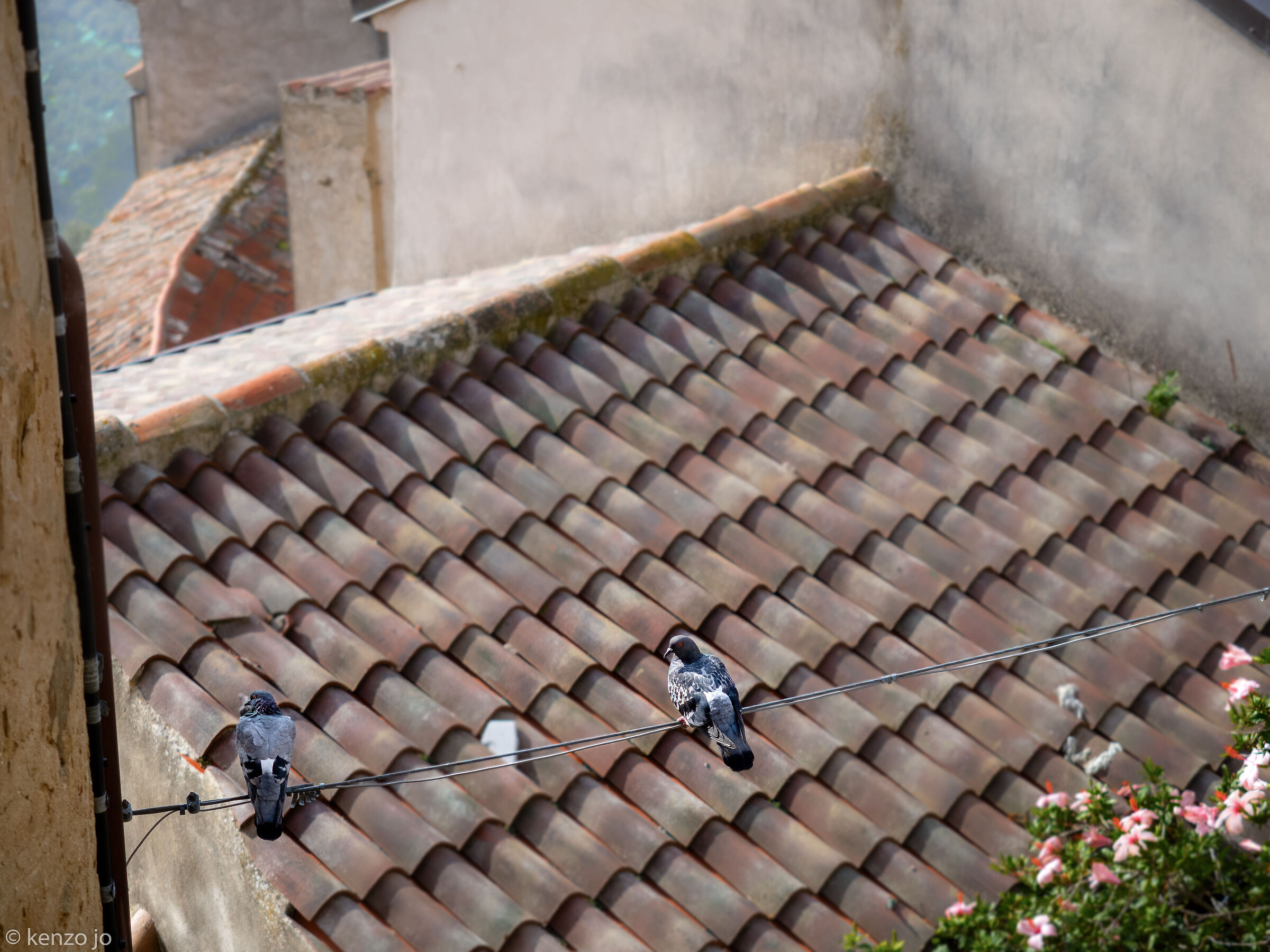 Among the roofs of the village...
