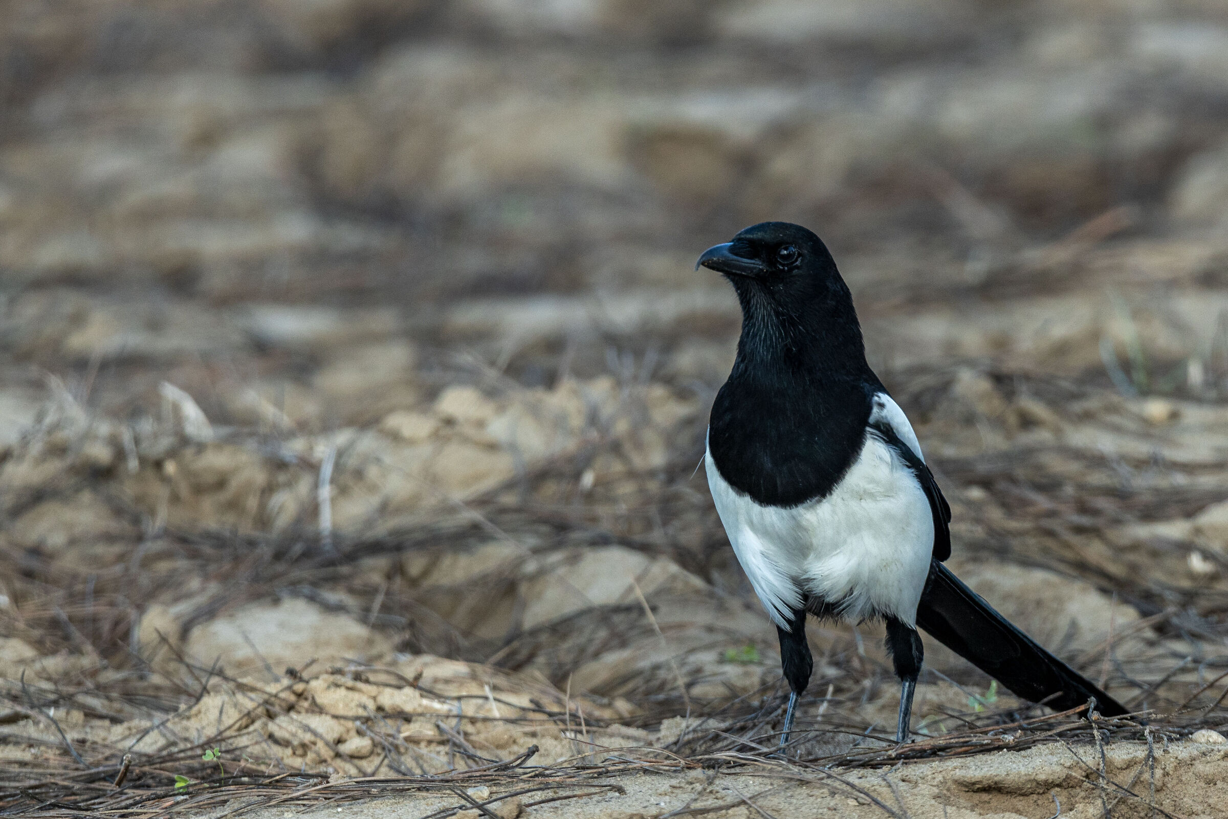 Magpie