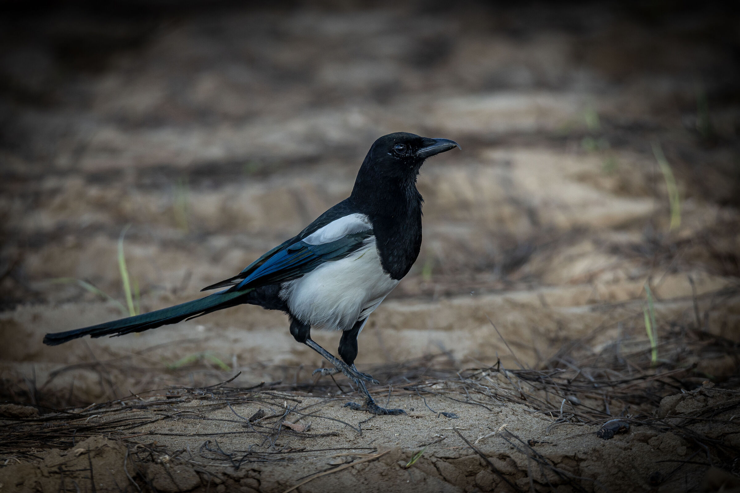 Magpie